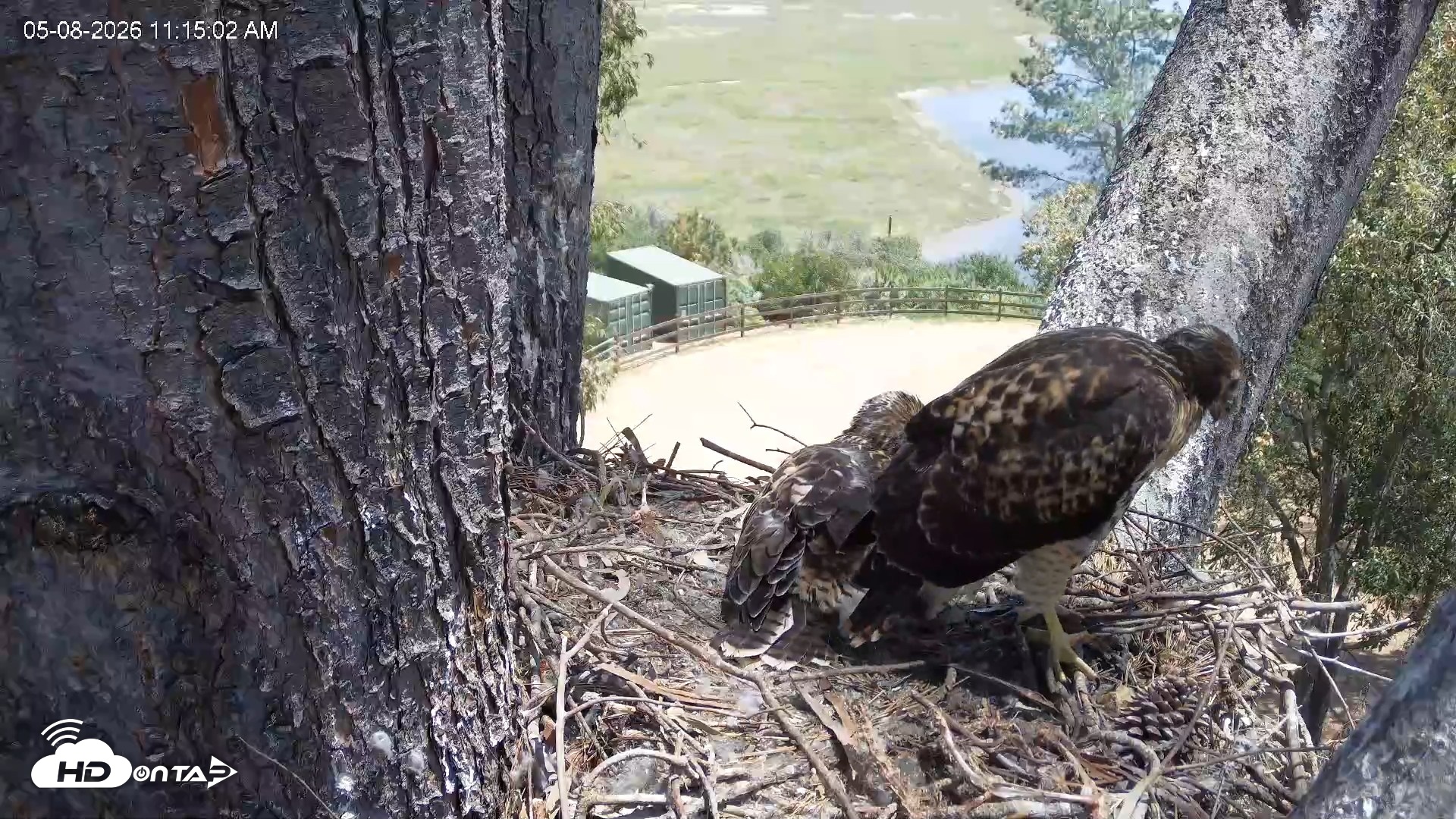 Snapshot of Red-Tailed Hawk Live Webcam taken May 8, 2026, 12:15pm PDT
