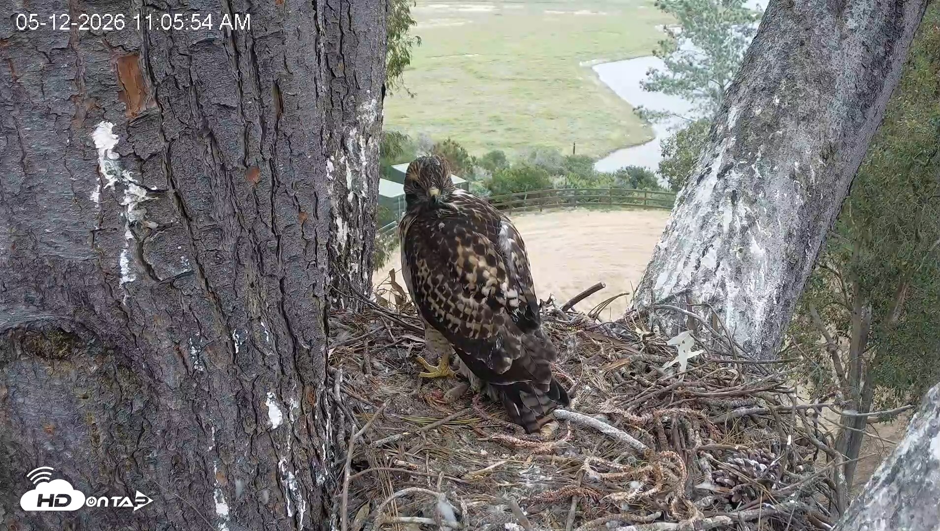 Snapshot of Red-Tailed Hawk Live Webcam taken May 12, 2026, 12:09pm PDT