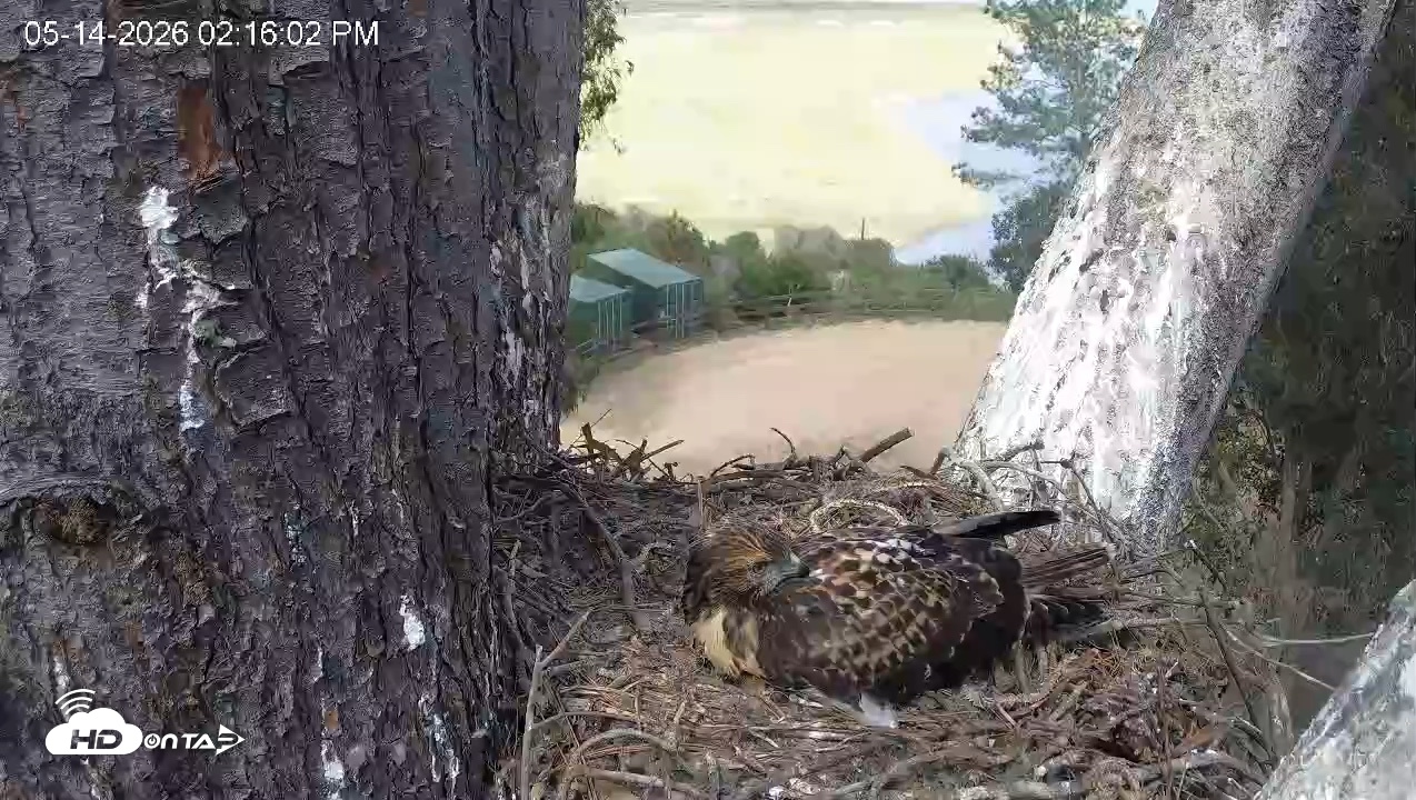 Snapshot of Red-Tailed Hawk Live Webcam taken May 14, 2026, 3:19pm PDT