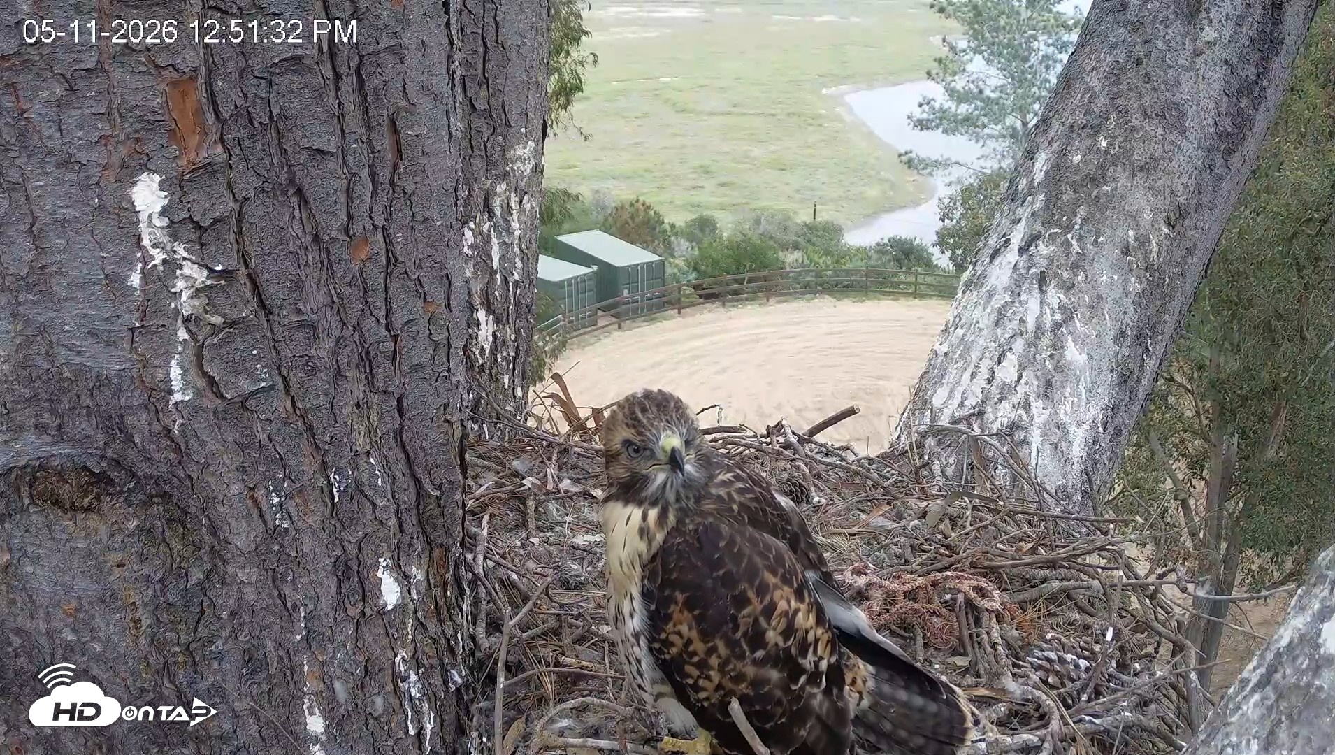 Snapshot of Red-Tailed Hawk Live Webcam taken May 11, 2026, 1:54pm PDT