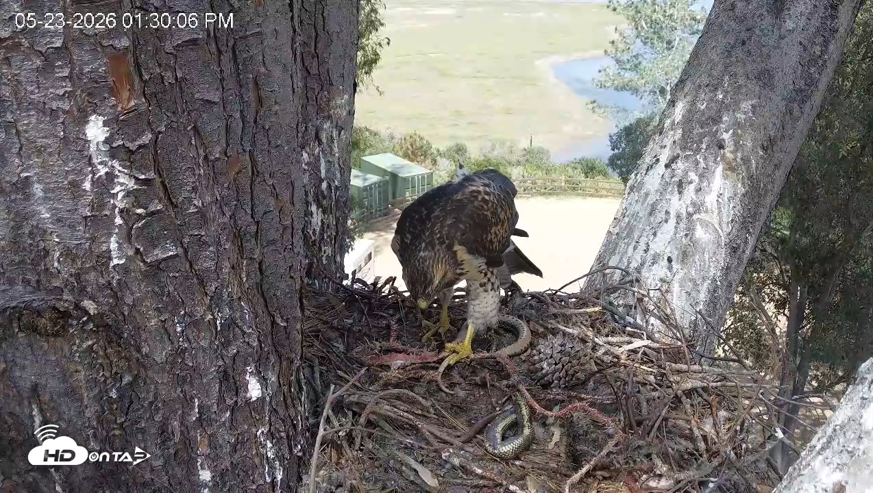 Snapshot of Red-Tailed Hawk Live Webcam taken May 23, 2026, 2:30pm PDT