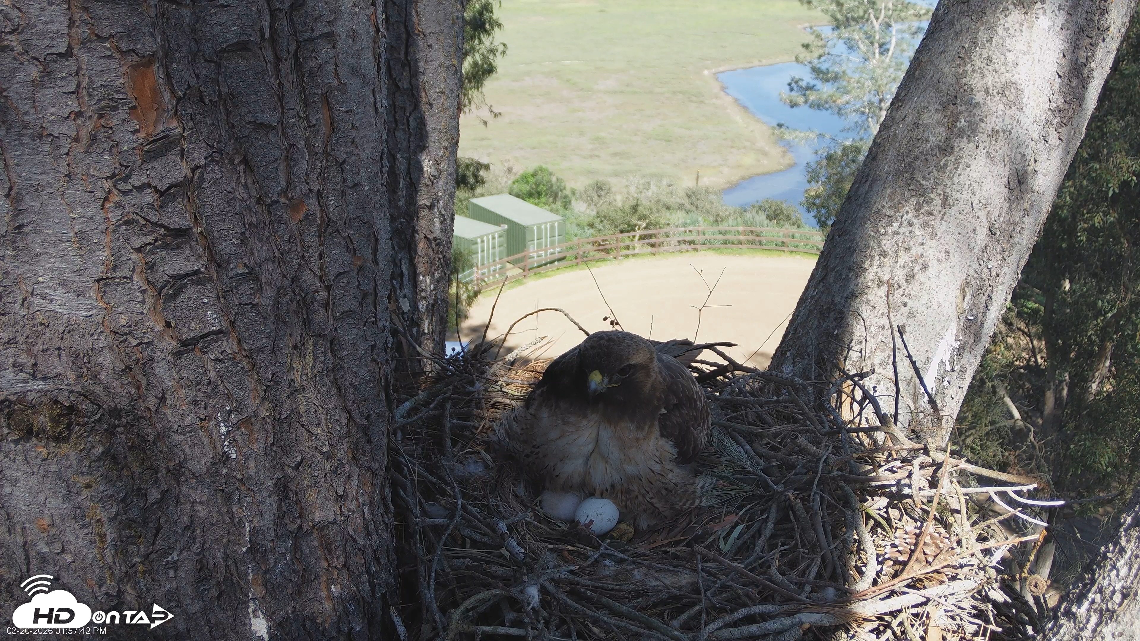 Snapshot of Red-Tailed Hawk Live Webcam taken Mar 20, 2026, 2:58pm PDT