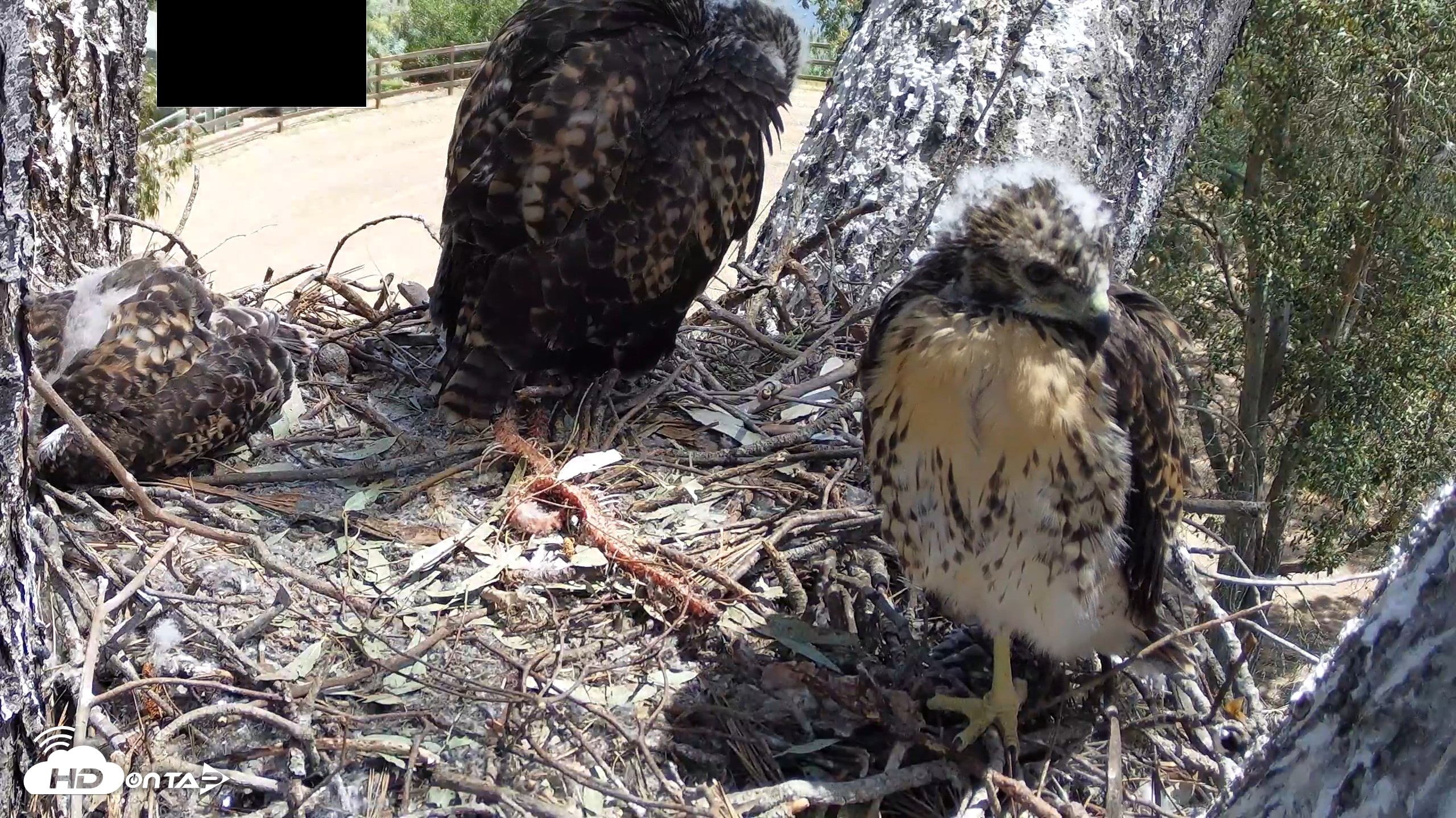 Snapshot of Red-Tailed Hawk Live Webcam taken Apr 28, 2026, 11:49am PDT