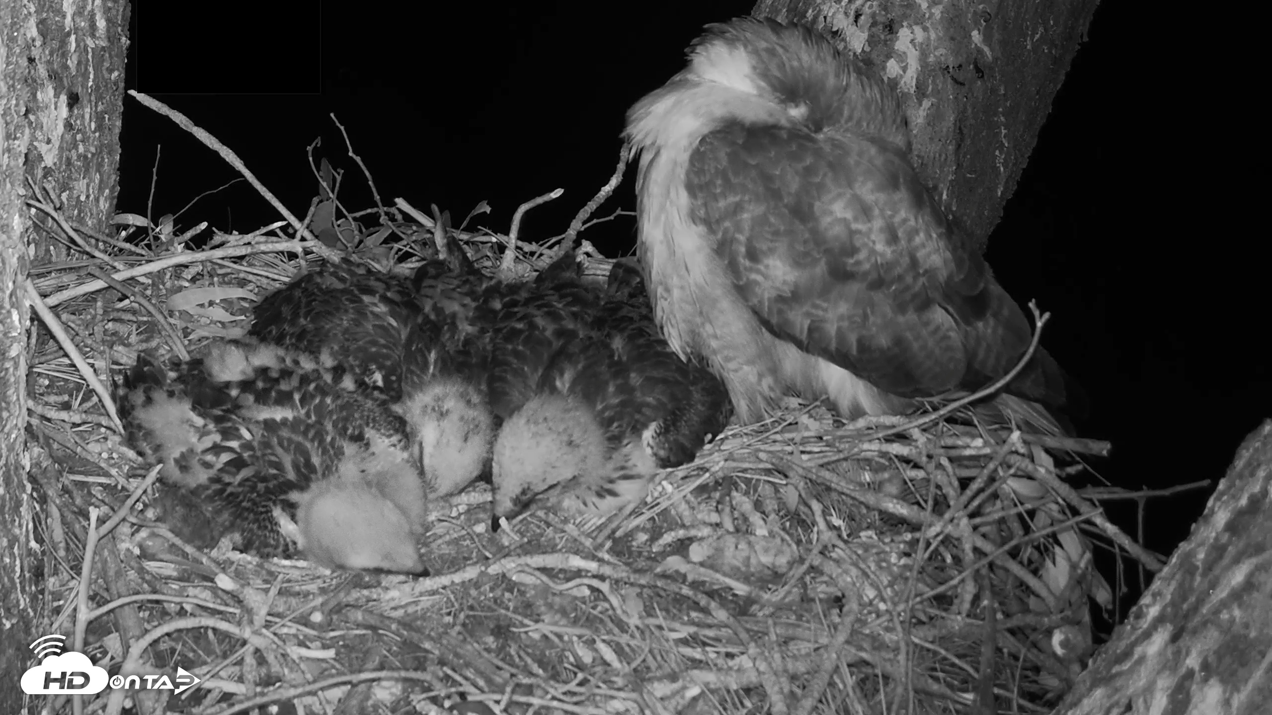 Snapshot of Red-Tailed Hawk Live Webcam taken Apr 22, 2026, 9:19pm PDT