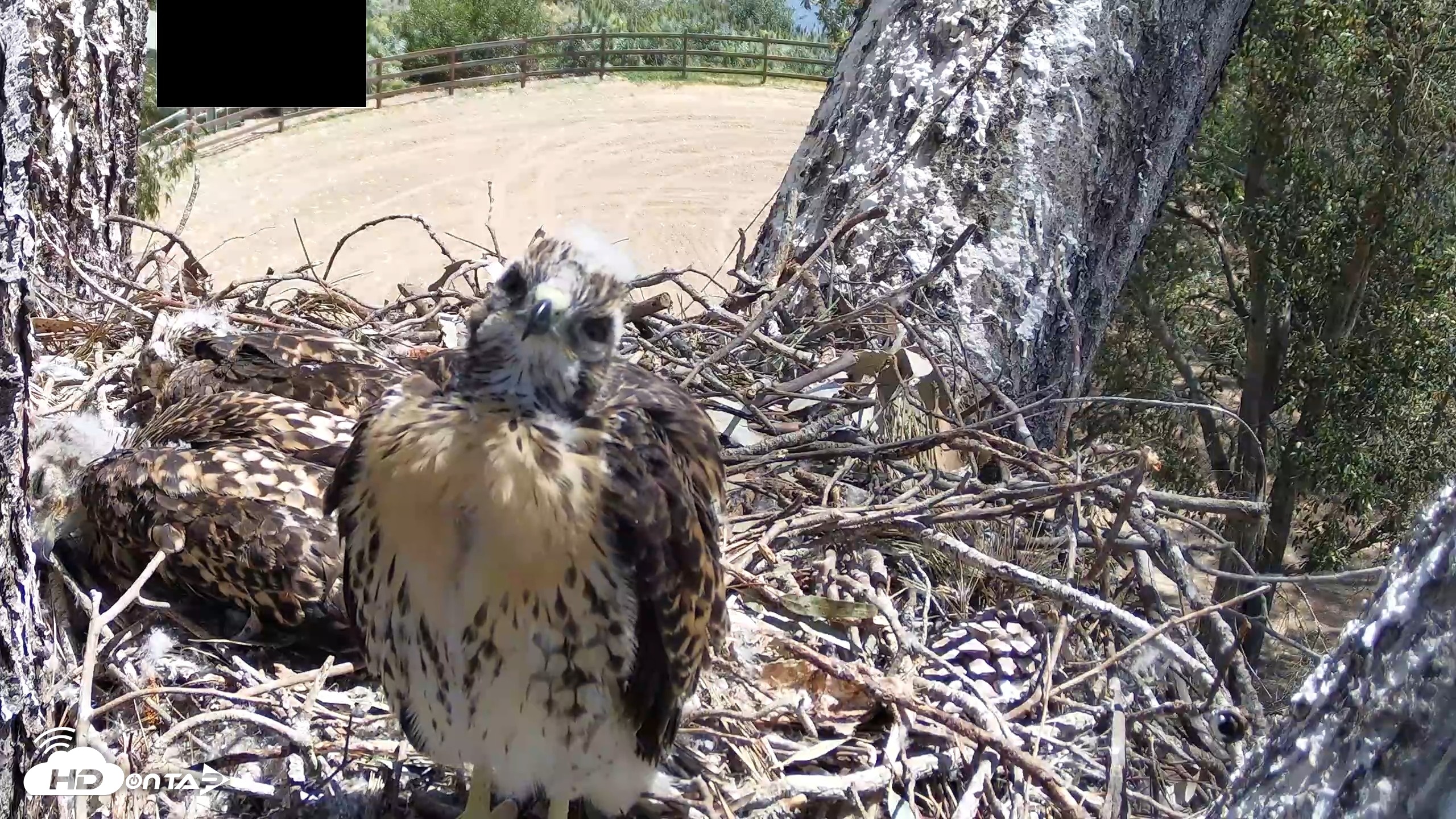 Snapshot of Red-Tailed Hawk Live Webcam taken Apr 28, 2026, 11:25am PDT