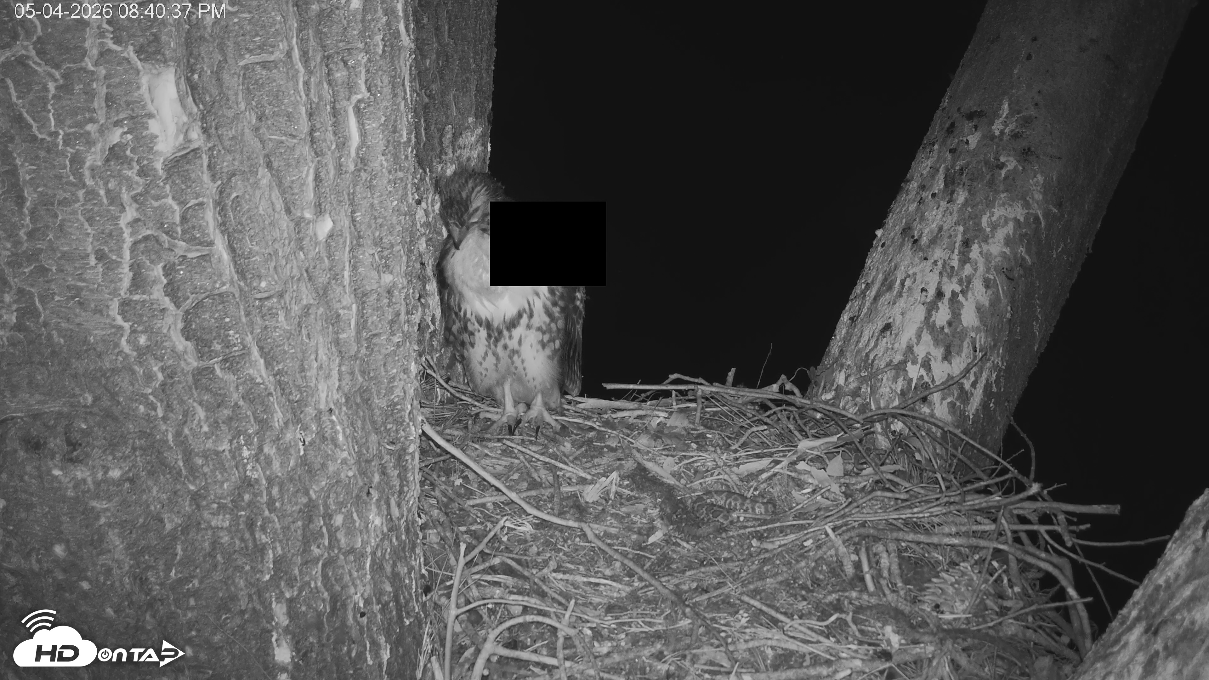 Snapshot of Red-Tailed Hawk Live Webcam taken May 4, 2026, 9:46pm PDT