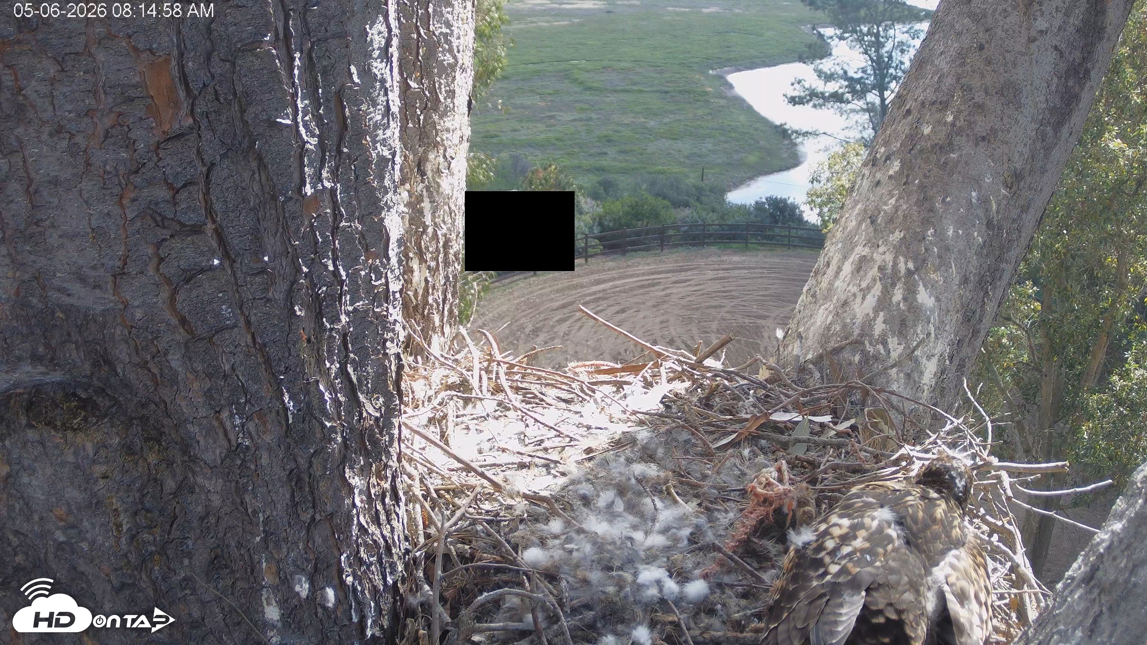 Snapshot of Red-Tailed Hawk Live Webcam taken May 6, 2026, 9:17am PDT