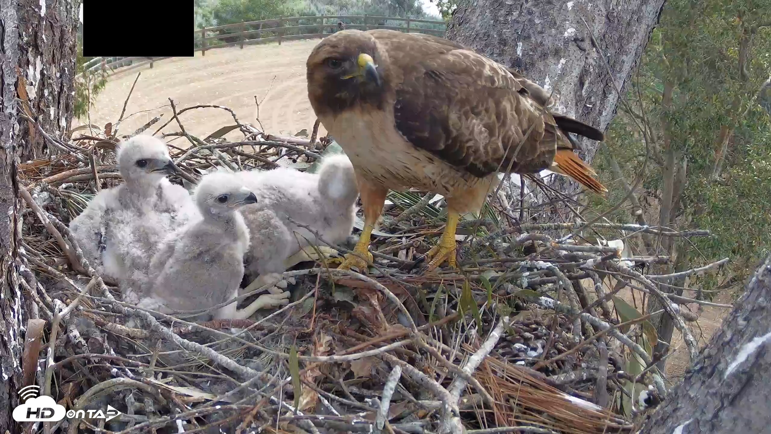 Snapshot of Red-Tailed Hawk Live Webcam taken Apr 9, 2026, 9:49am PDT