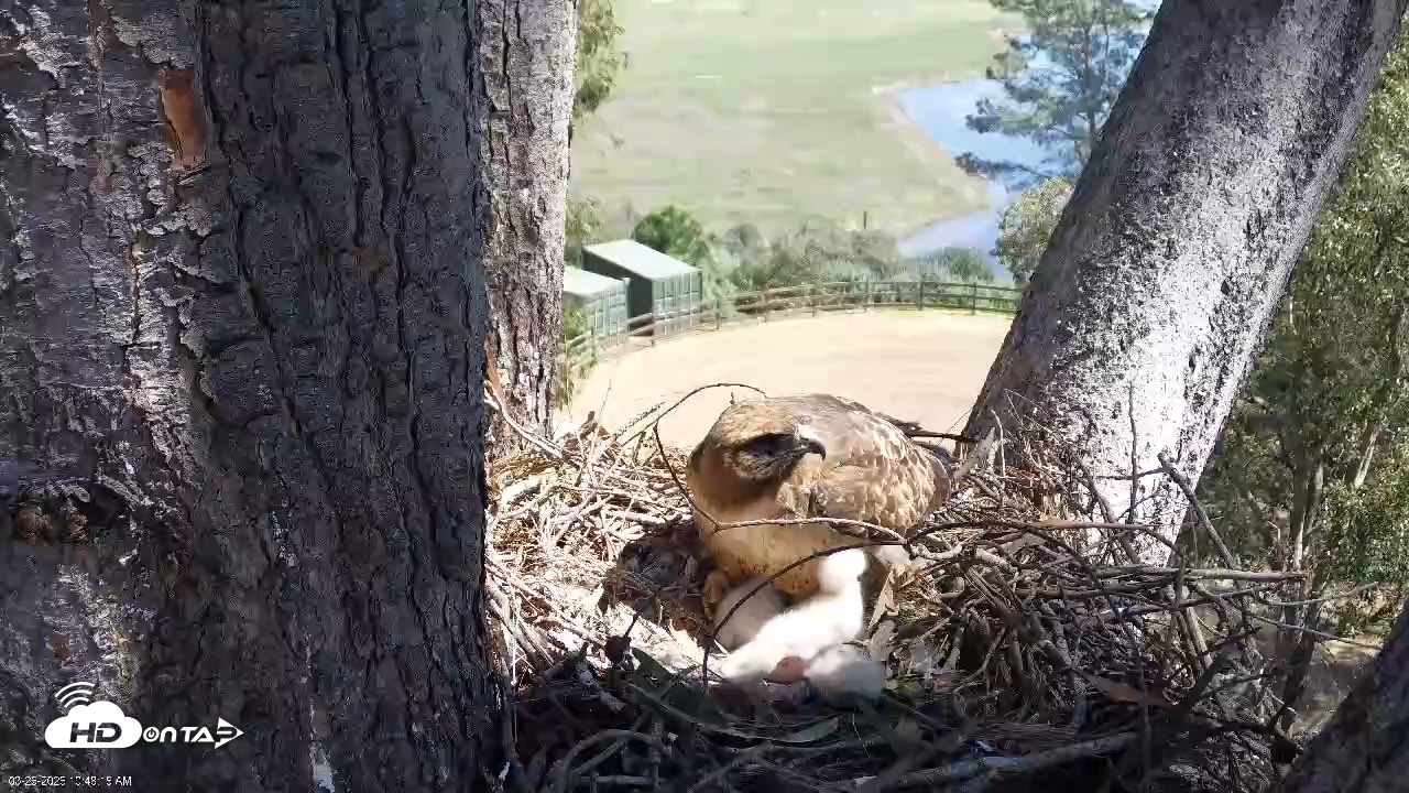 Snapshot of Red-Tailed Hawk Live Webcam taken Mar 26, 2026, 11:51am PDT