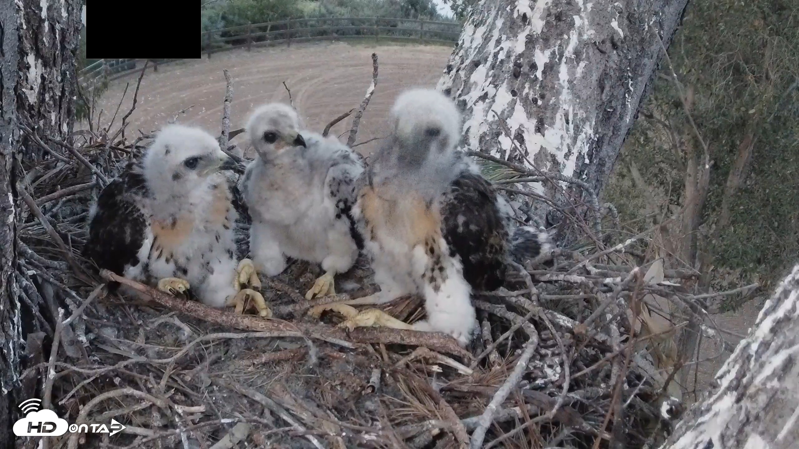 Snapshot of Red-Tailed Hawk Live Webcam taken Apr 19, 2026, 7:33pm PDT