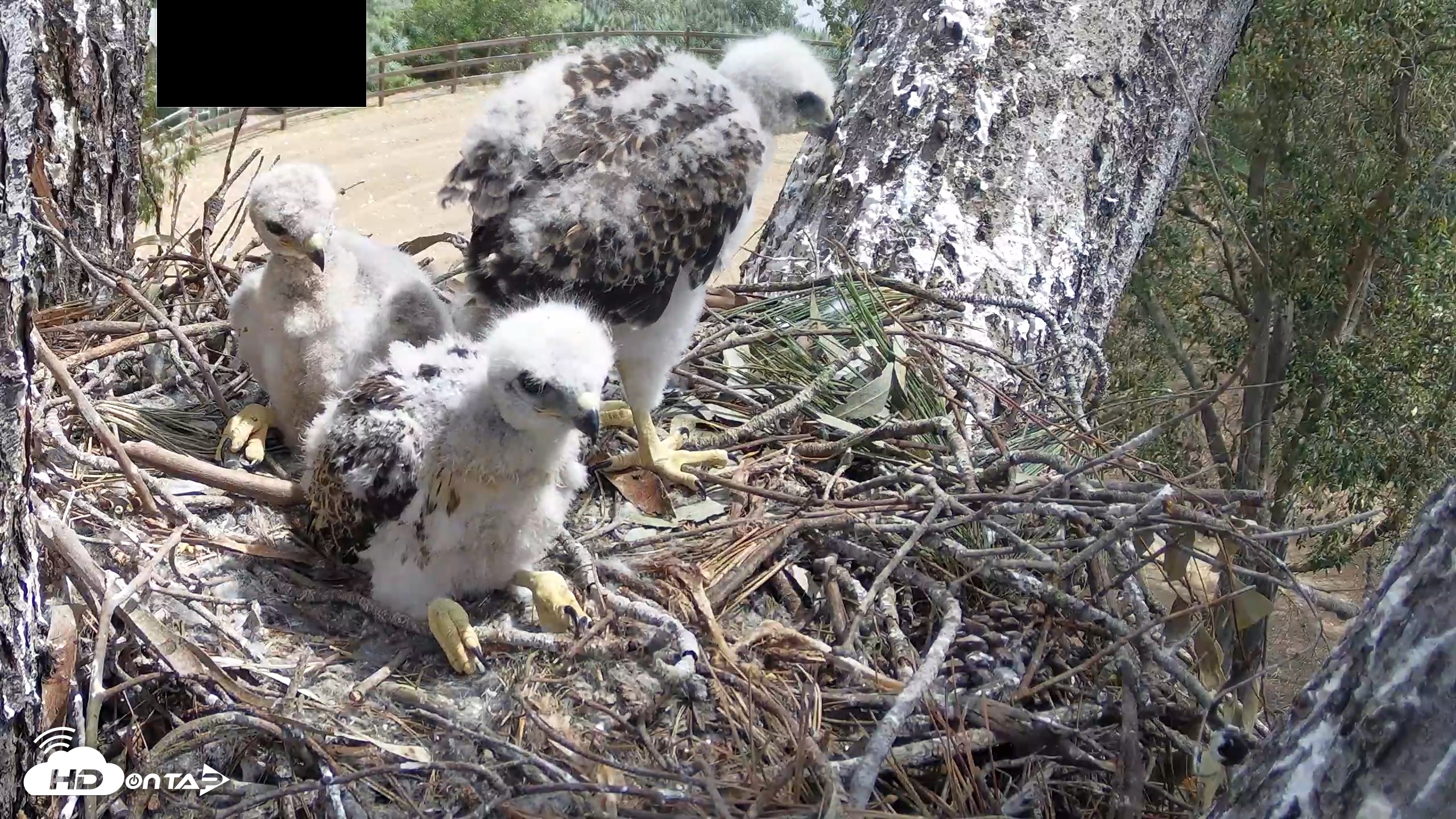 Snapshot of Red-Tailed Hawk Live Webcam taken Apr 16, 2026, 11:49am PDT