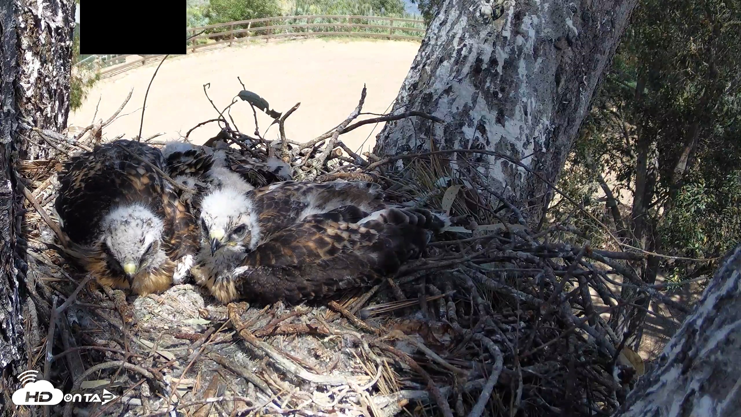 Snapshot of Red-Tailed Hawk Live Webcam taken Apr 24, 2026, 1:59pm PDT