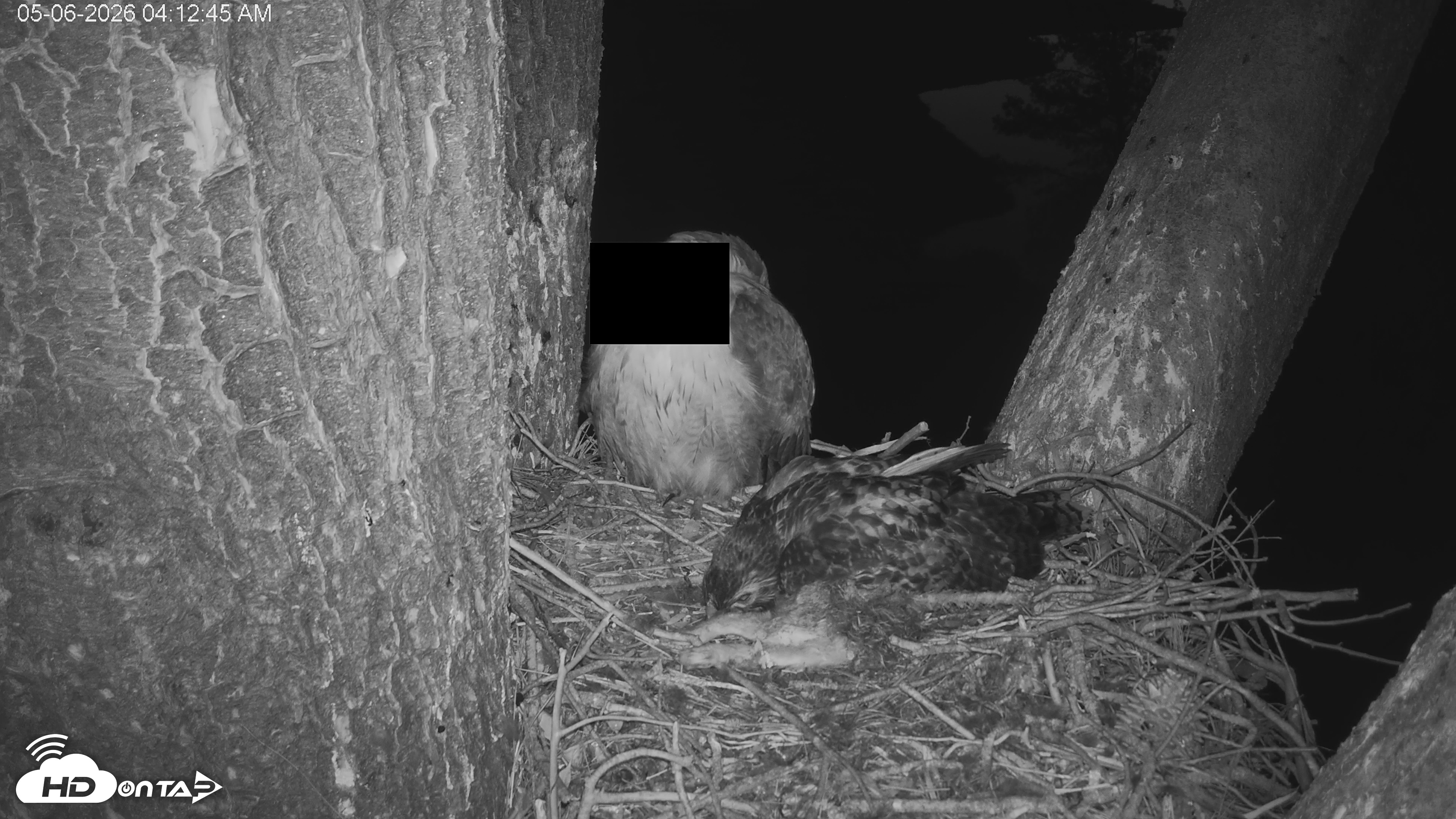Snapshot of Red-Tailed Hawk Live Webcam taken May 6, 2026, 5:16am PDT