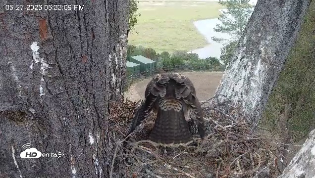 Snapshot of Red-Tailed Hawk Live Webcam taken May 27, 2026, 7:36pm PDT