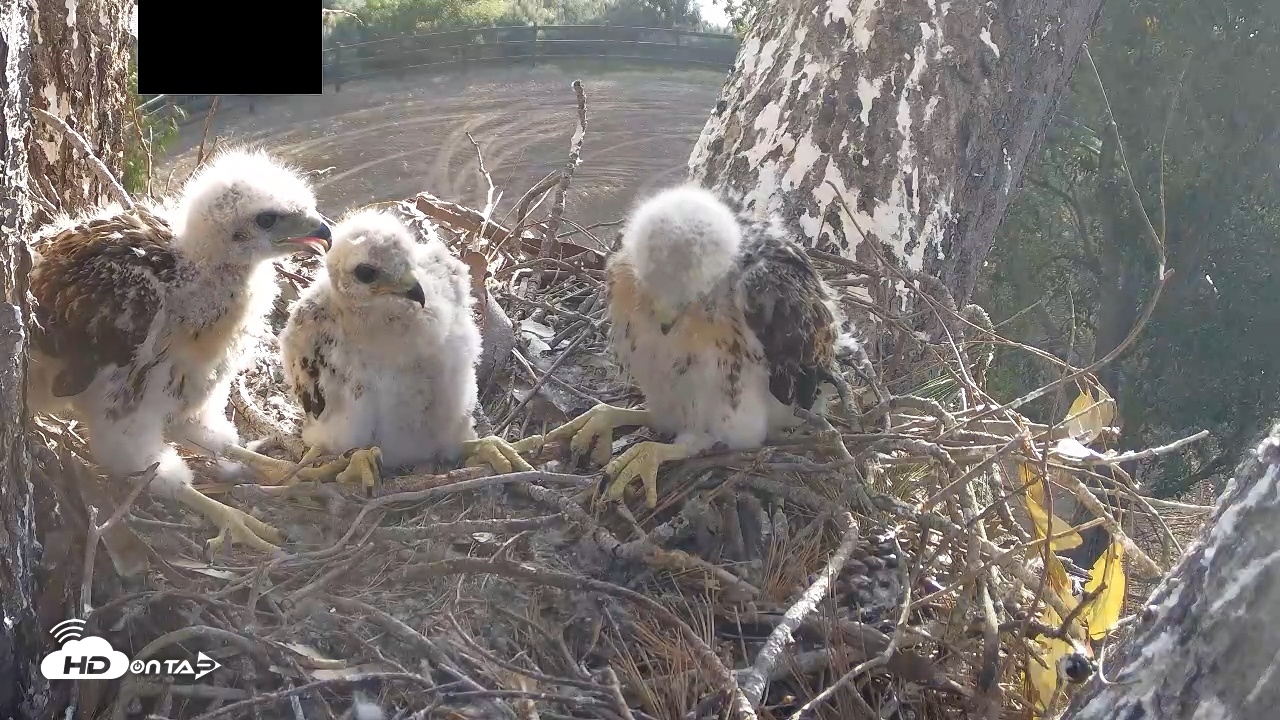 Snapshot of Red-Tailed Hawk Live Webcam taken Apr 19, 2026, 7:19am PDT