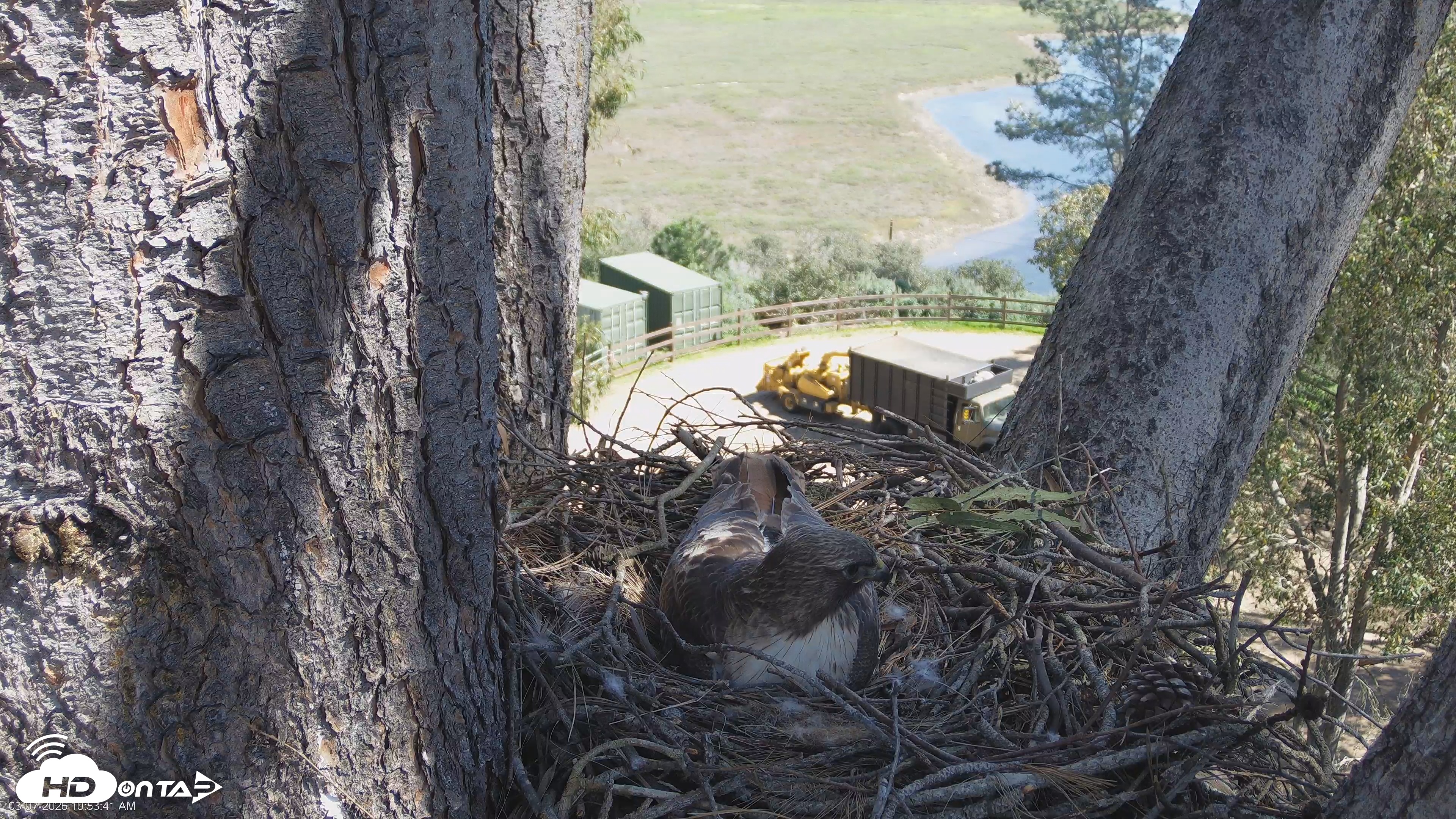 Snapshot of Red-Tailed Hawk Live Webcam taken Mar 7, 2026, 10:56am PST