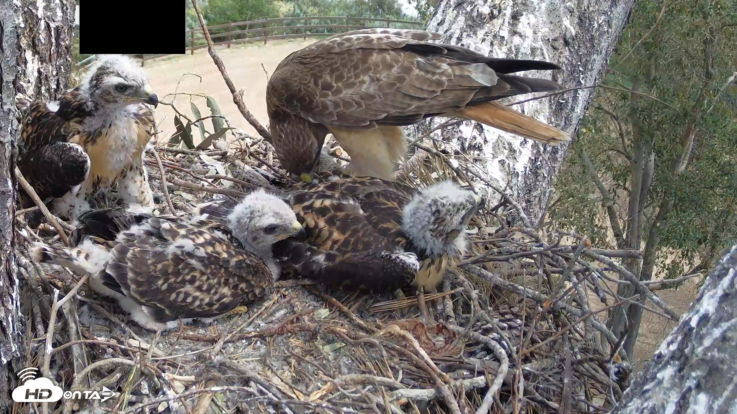 Snapshot of Red-Tailed Hawk Live Webcam taken Apr 25, 2026, 12:23pm PDT