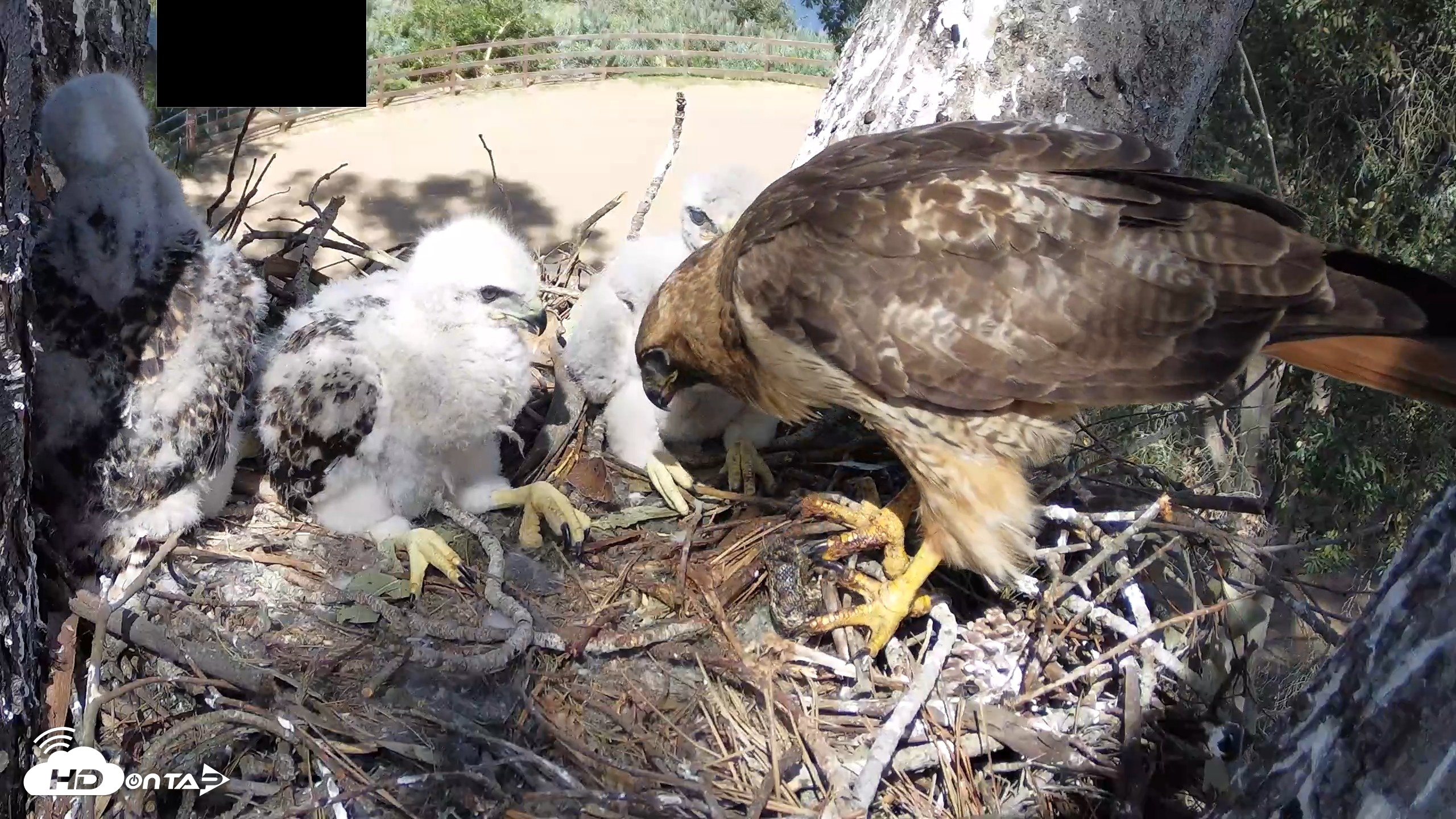 Snapshot of Red-Tailed Hawk Live Webcam taken Apr 15, 2026, 3:27pm PDT