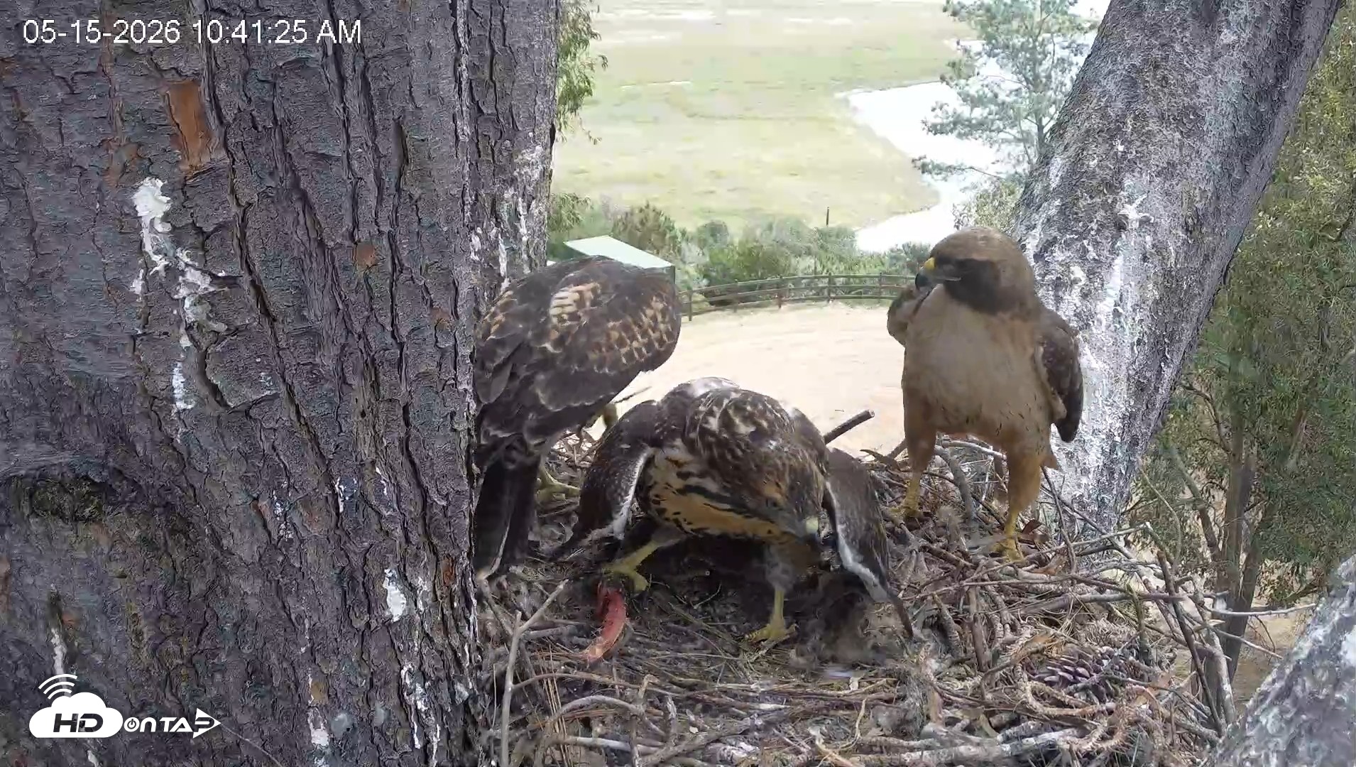 Snapshot of Red-Tailed Hawk Live Webcam taken May 15, 2026, 11:42am PDT