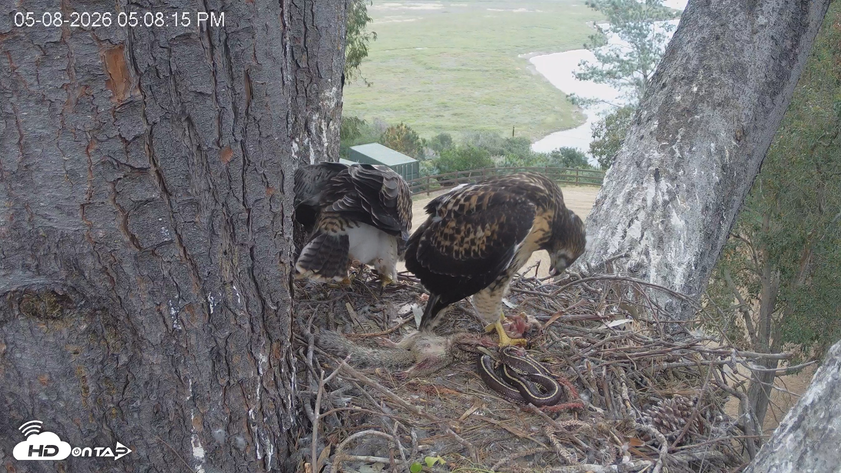 Snapshot of Red-Tailed Hawk Live Webcam taken May 8, 2026, 6:09pm PDT
