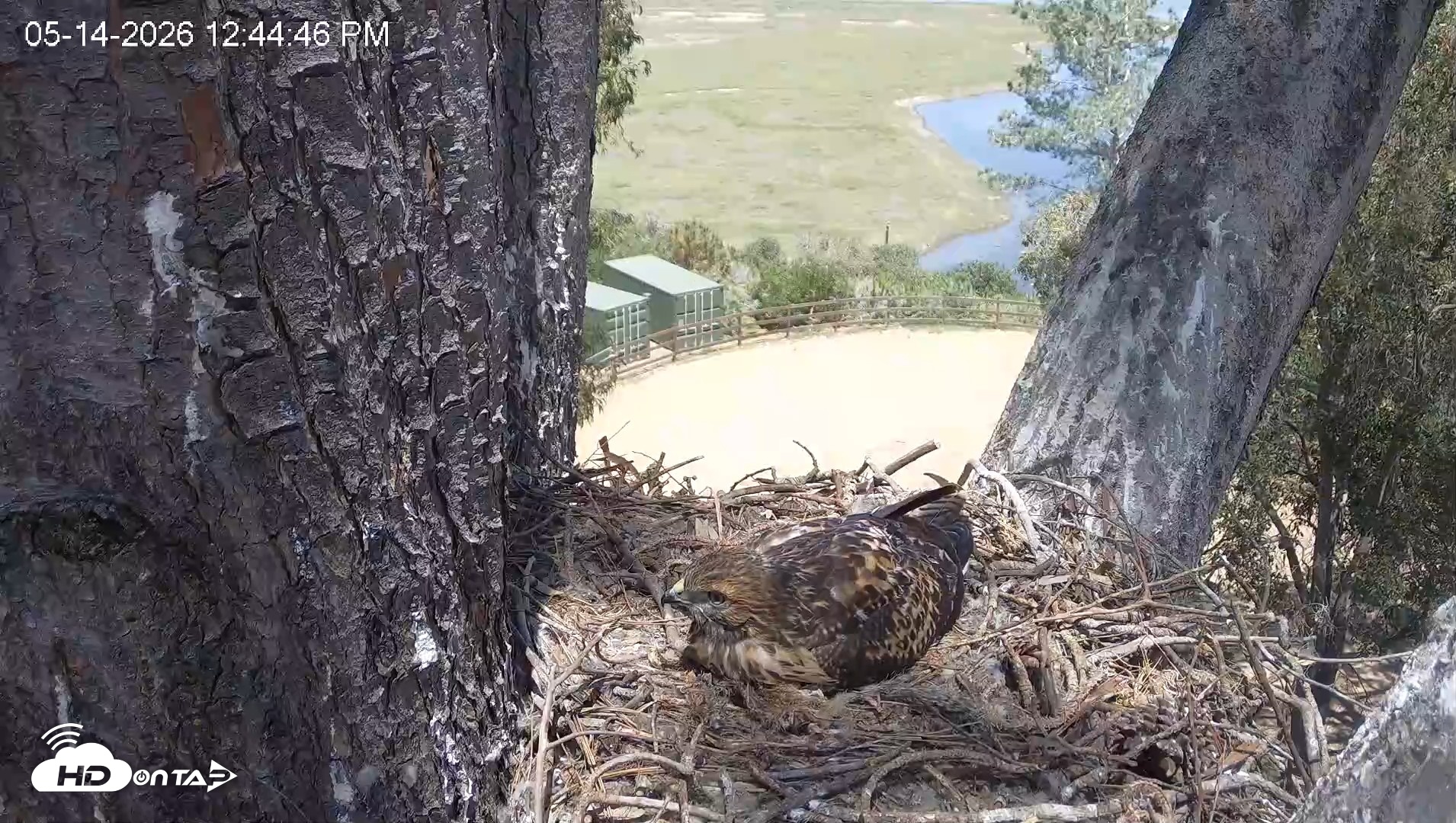 Snapshot of Red-Tailed Hawk Live Webcam taken May 14, 2026, 1:45pm PDT