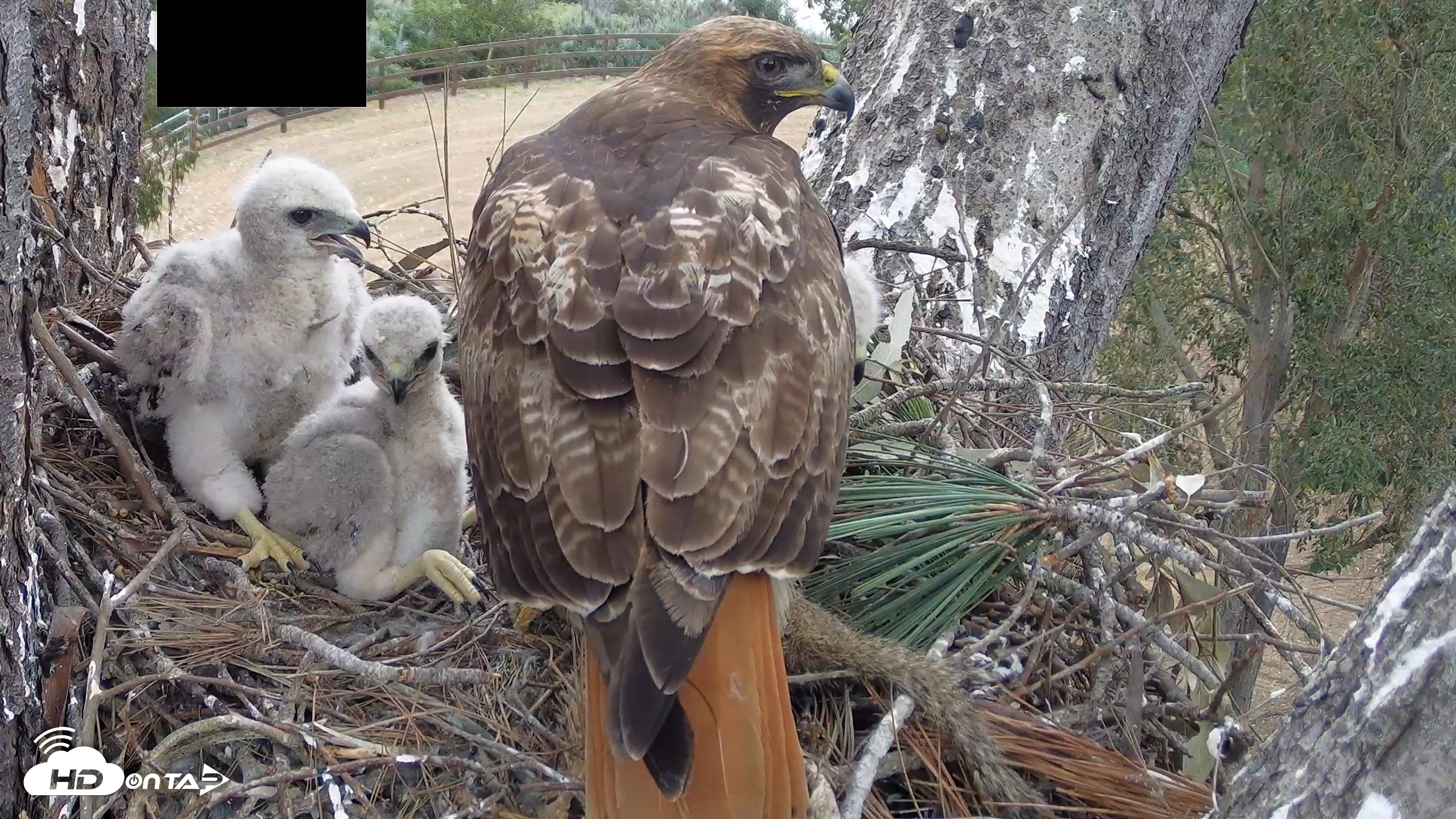 Snapshot of Red-Tailed Hawk Live Webcam taken Apr 12, 2026, 3:09pm PDT