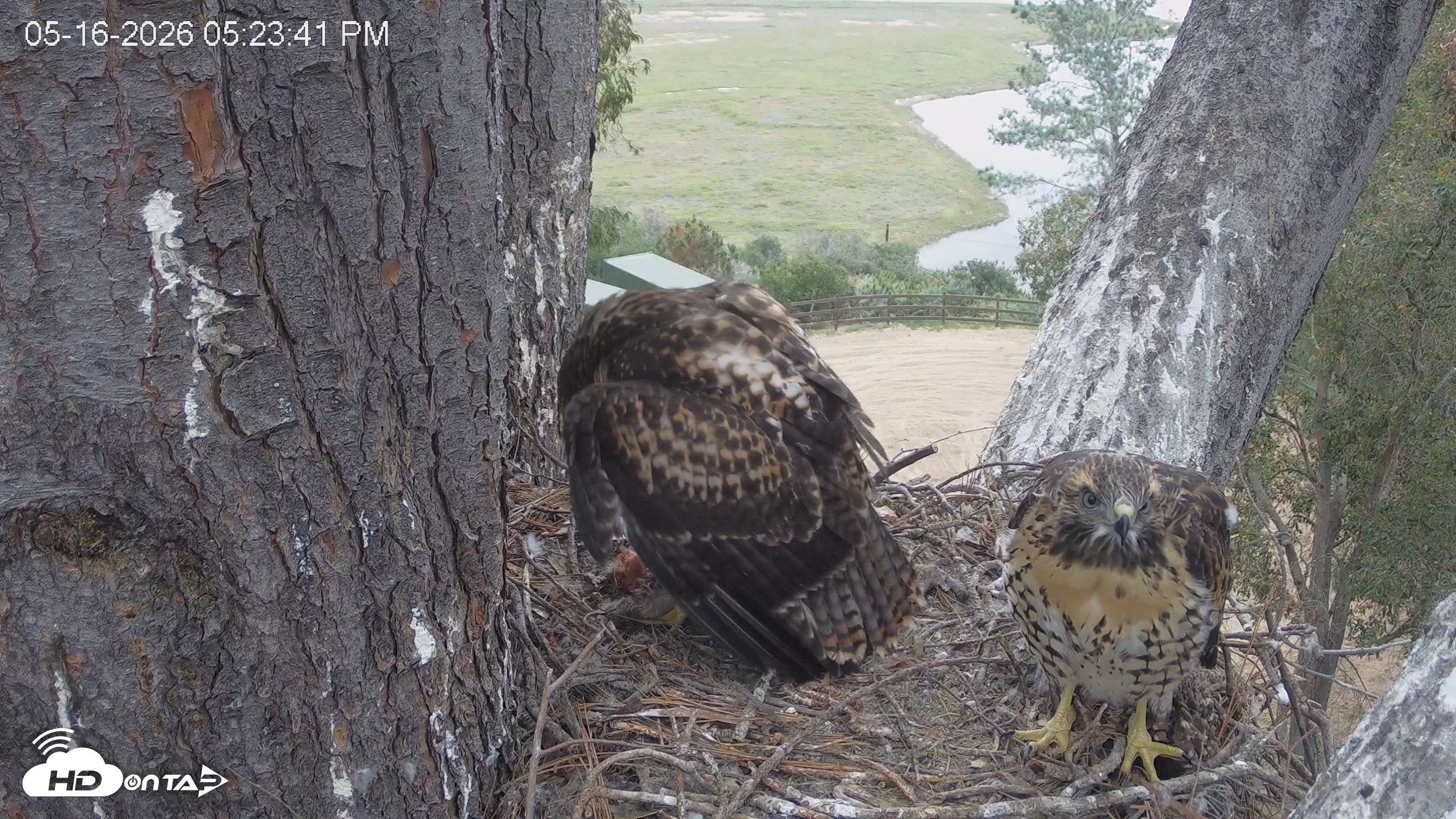 Snapshot of Red-Tailed Hawk Live Webcam taken May 16, 2026, 6:24pm PDT