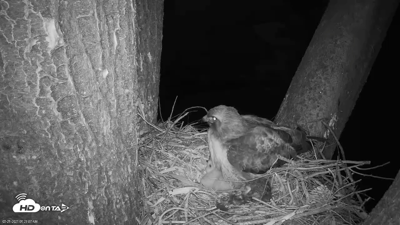 Snapshot of Red-Tailed Hawk Live Webcam taken Mar 25, 2026, 6:24am PDT