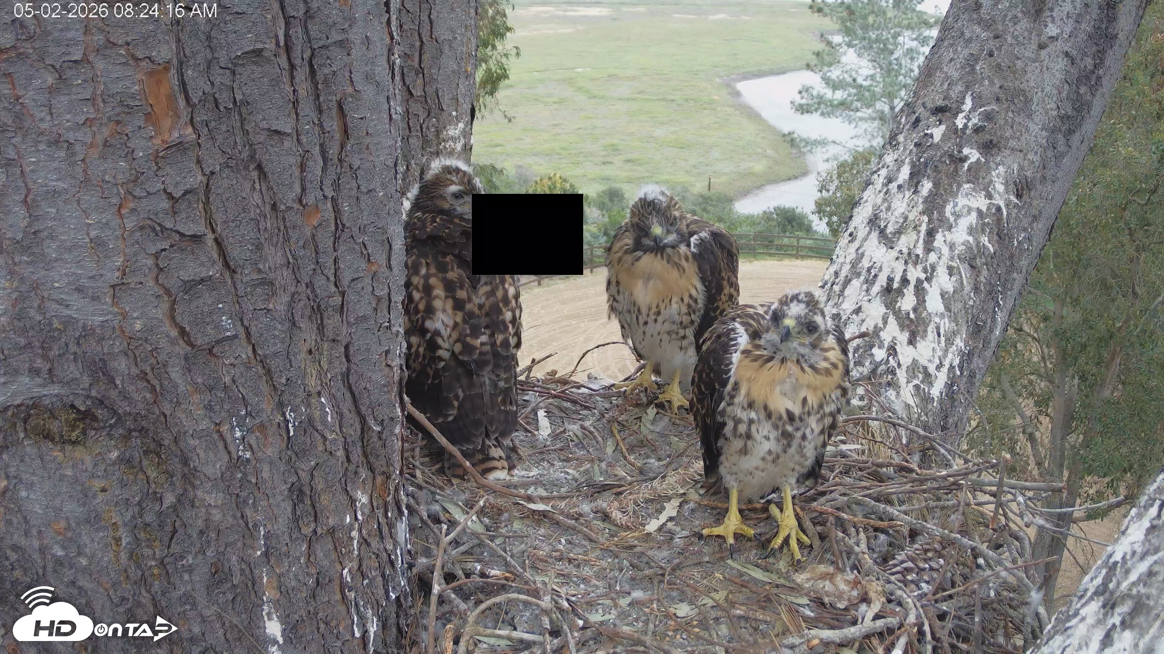 Snapshot of Red-Tailed Hawk Live Webcam taken May 2, 2026, 9:25am PDT