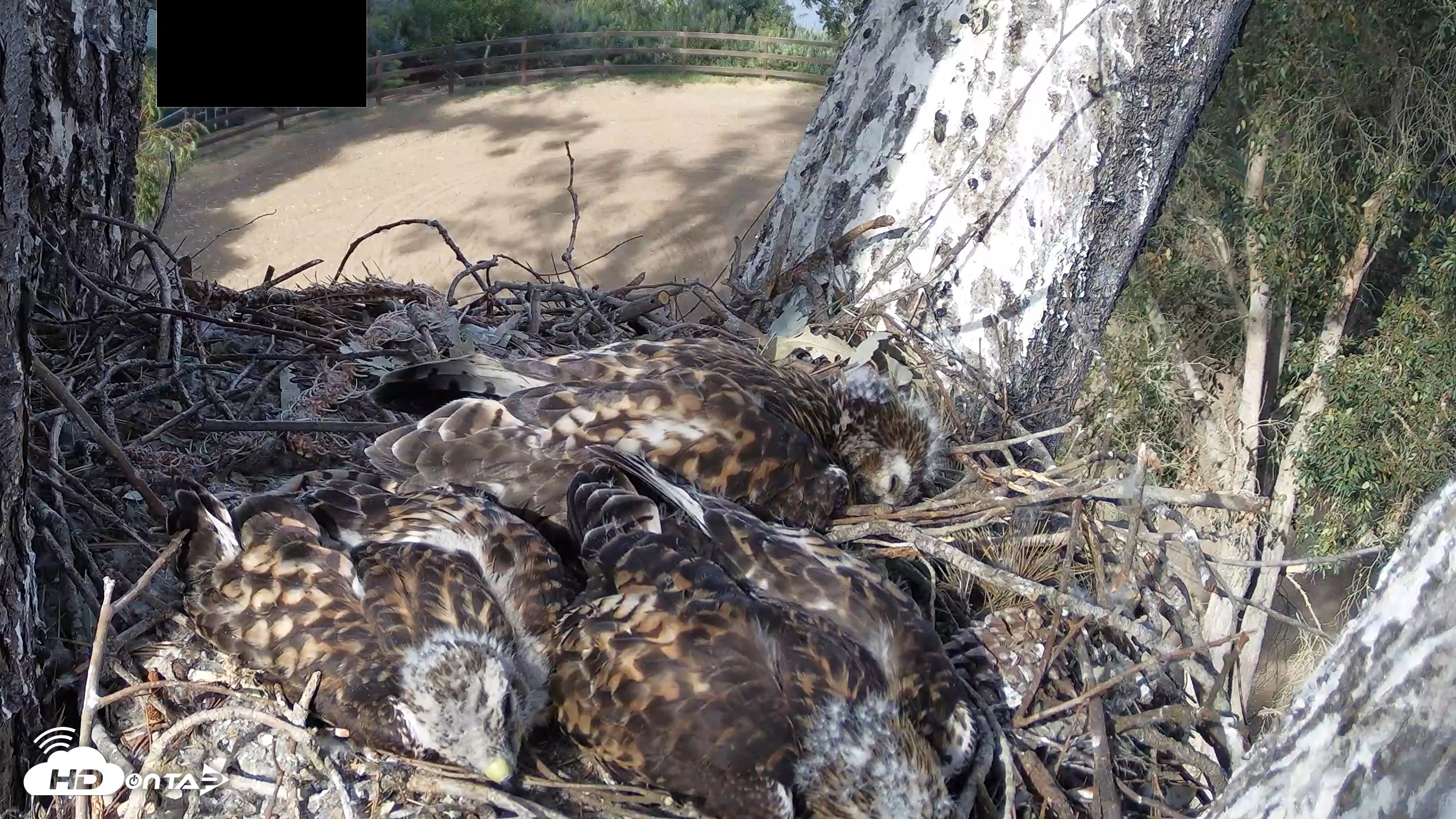 Snapshot of Red-Tailed Hawk Live Webcam taken Apr 29, 2026, 5:00pm PDT