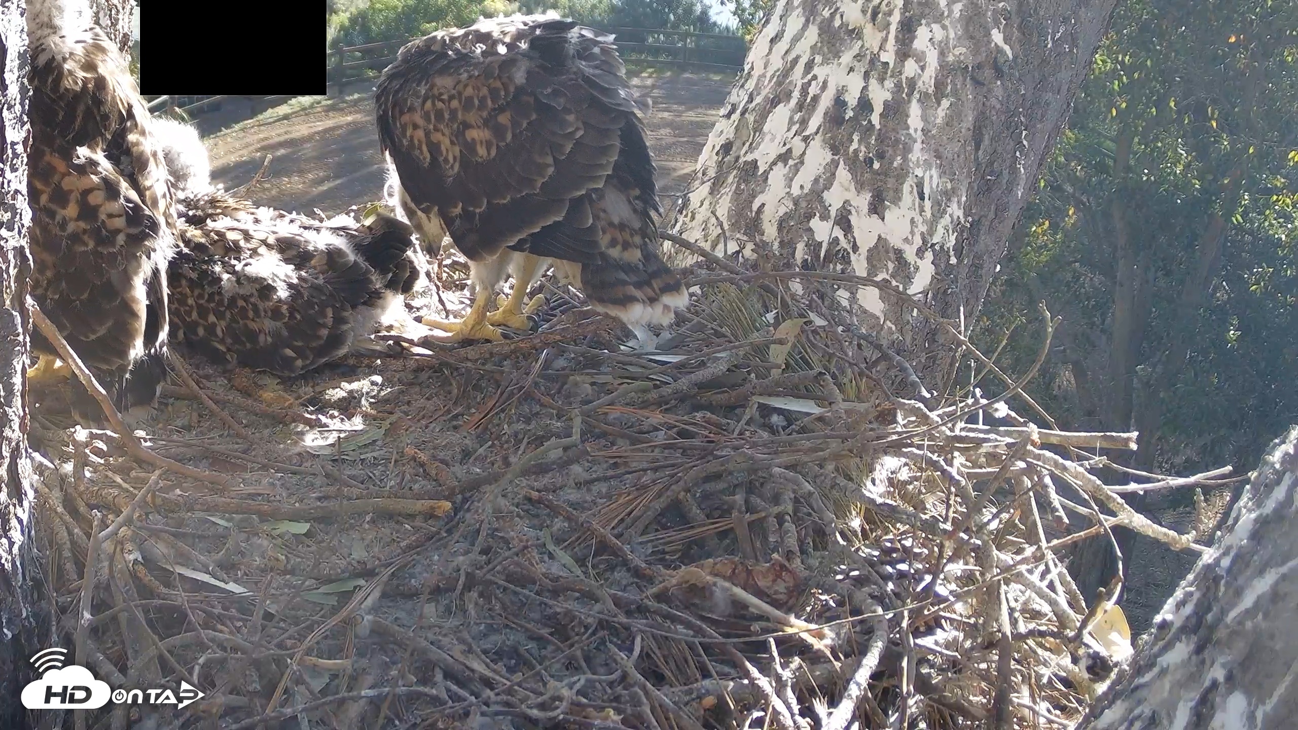 Snapshot of Red-Tailed Hawk Live Webcam taken Apr 24, 2026, 7:58am PDT