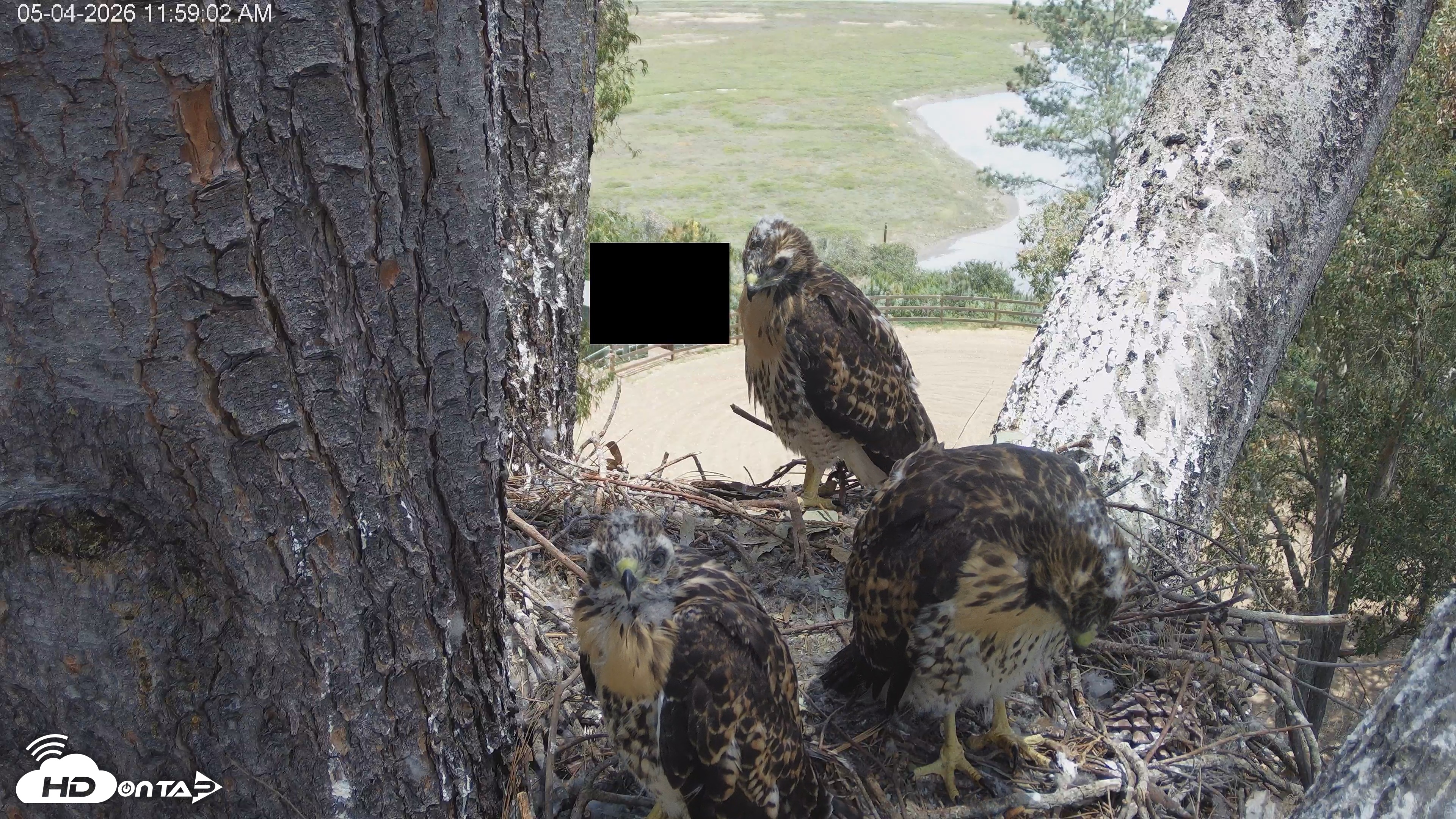 Snapshot of Red-Tailed Hawk Live Webcam taken May 4, 2026, 1:02pm PDT