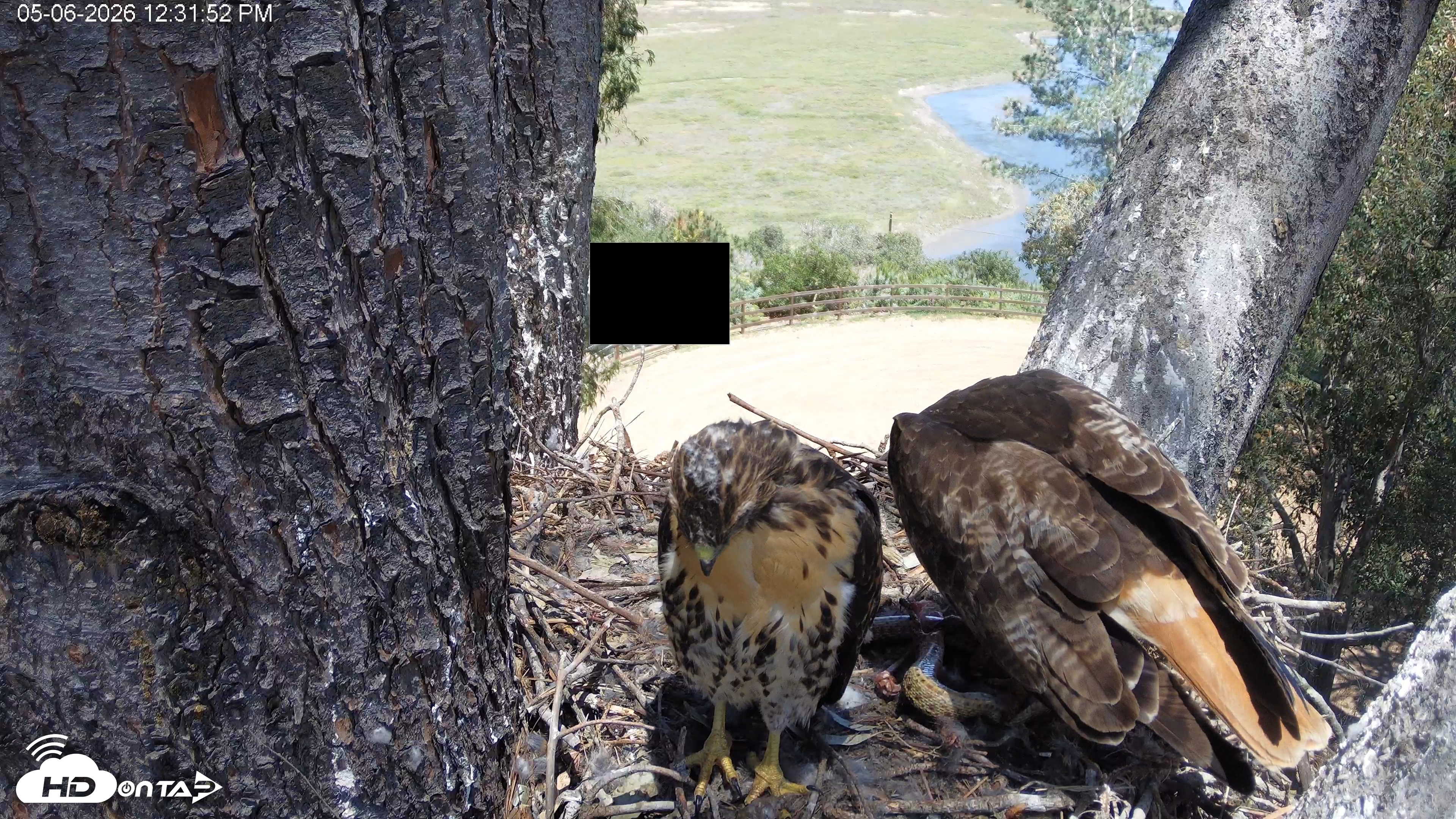 Snapshot of Red-Tailed Hawk Live Webcam taken May 6, 2026, 1:35pm PDT
