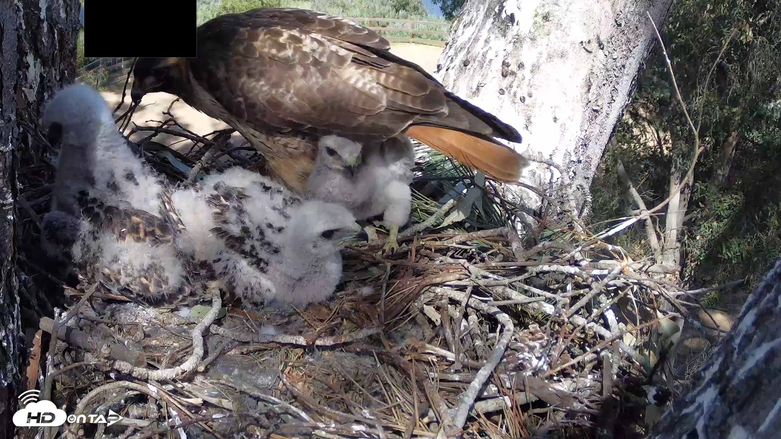 Snapshot of Red-Tailed Hawk Live Webcam taken Apr 15, 2026, 3:33pm PDT