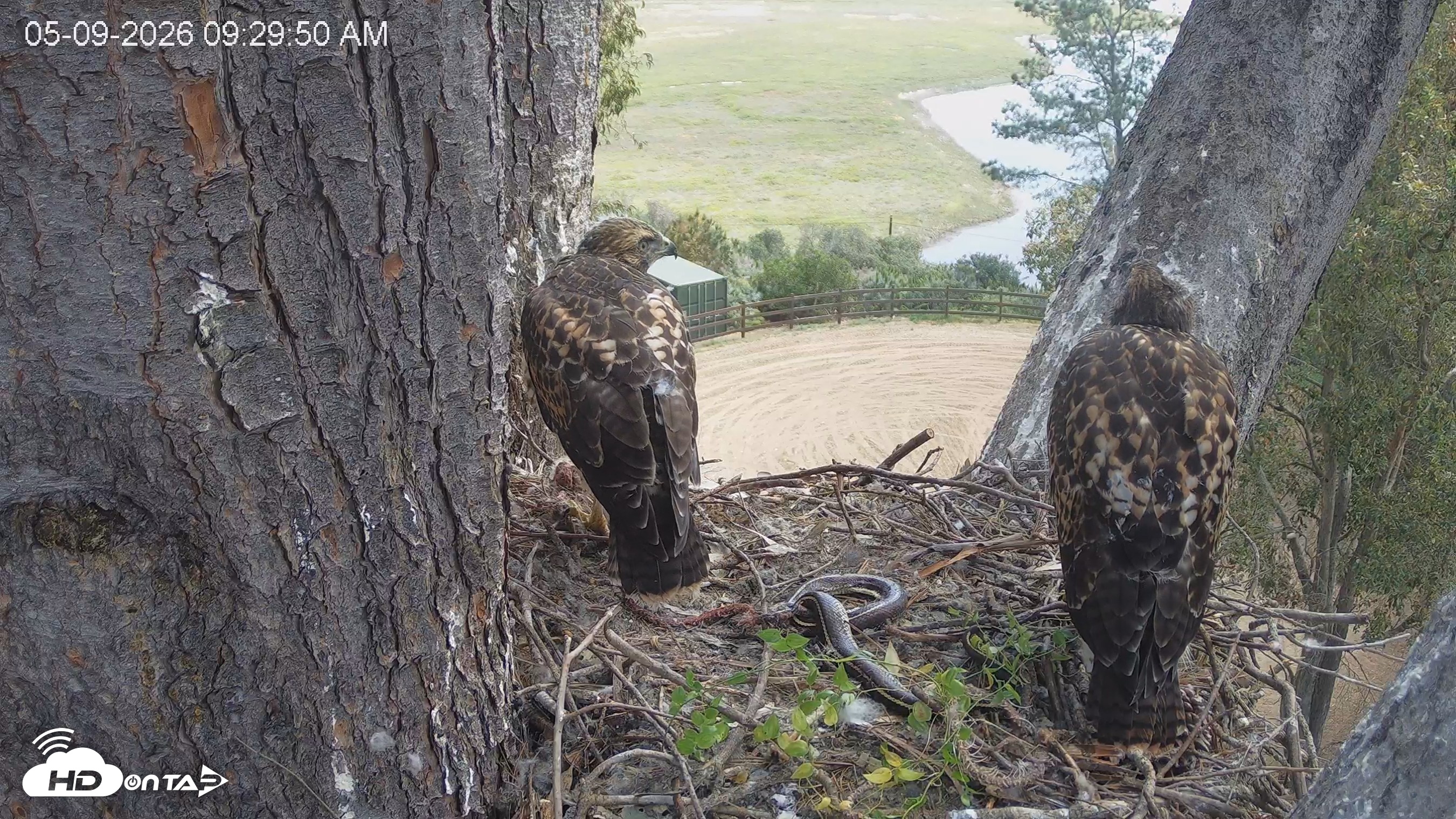 Snapshot of Red-Tailed Hawk Live Webcam taken May 9, 2026, 10:33am PDT