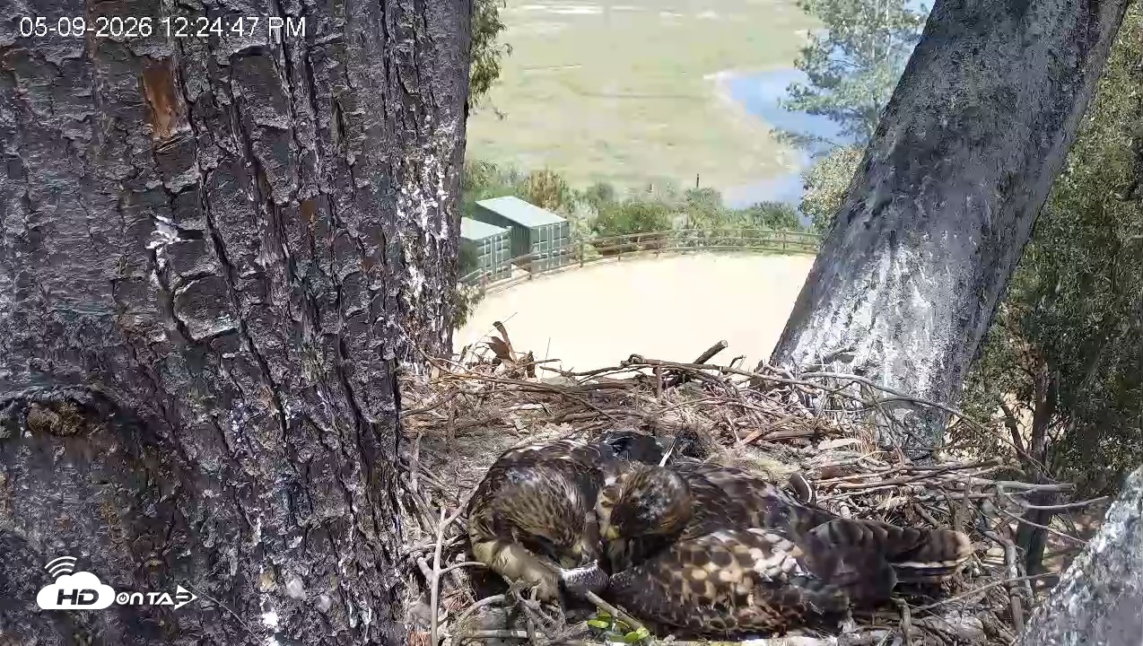 Snapshot of Red-Tailed Hawk Live Webcam taken May 9, 2026, 1:25pm PDT