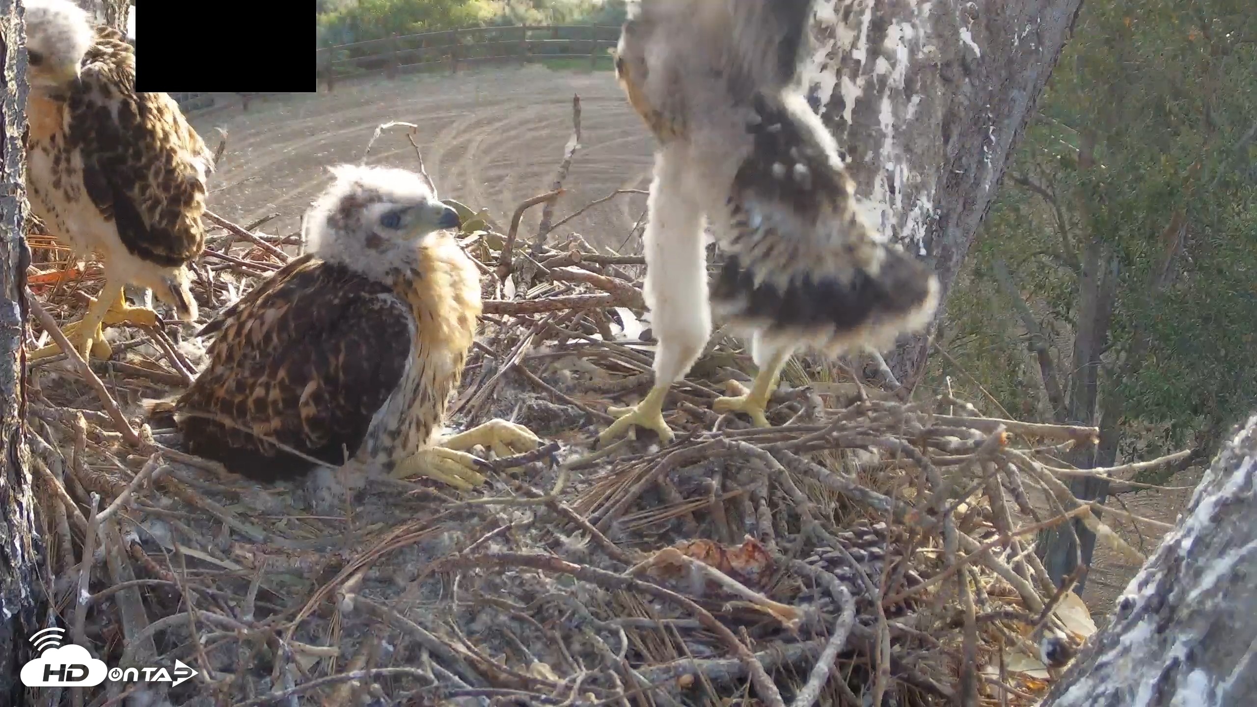 Snapshot of Red-Tailed Hawk Live Webcam taken Apr 24, 2026, 6:42am PDT