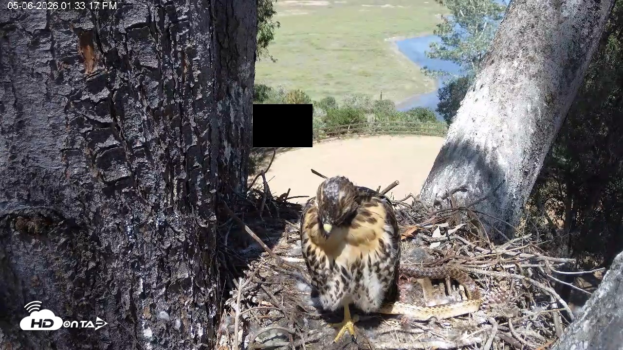 Snapshot of Red-Tailed Hawk Live Webcam taken May 6, 2026, 2:36pm PDT