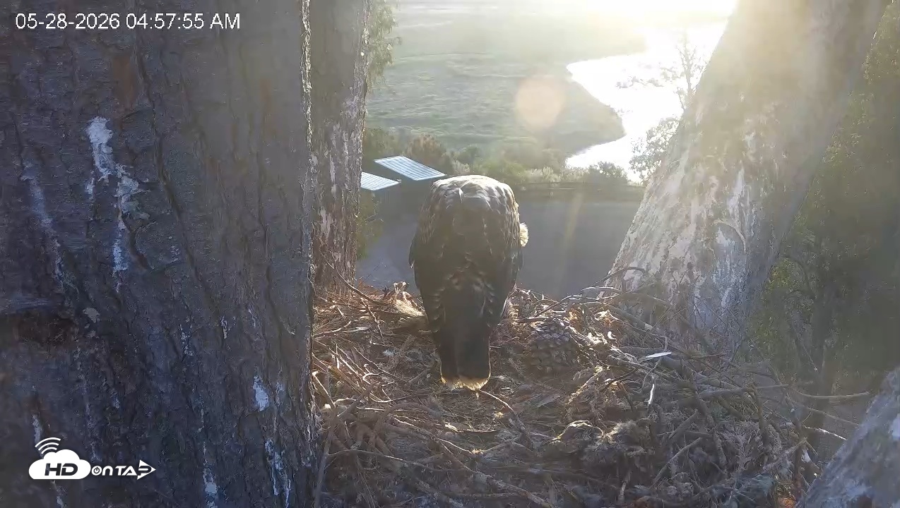 Snapshot of Red-Tailed Hawk Live Webcam taken May 28, 2026, 5:59am PDT