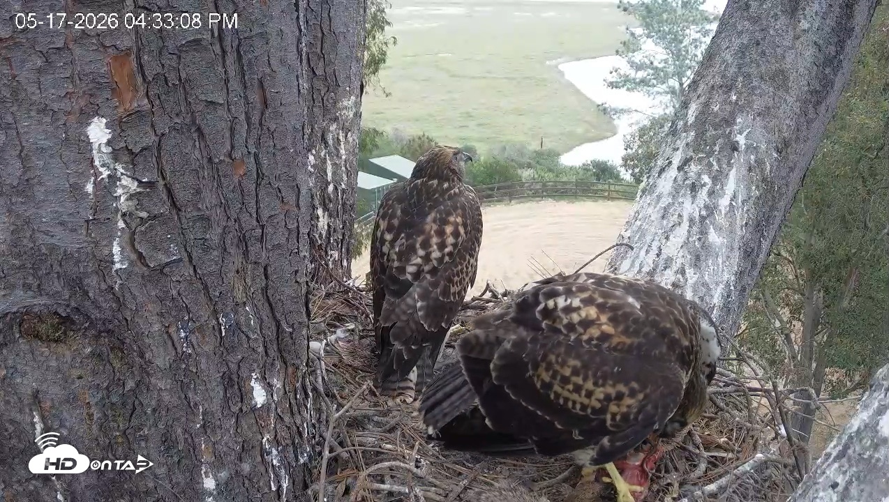 Snapshot of Red-Tailed Hawk Live Webcam taken May 17, 2026, 5:36pm PDT