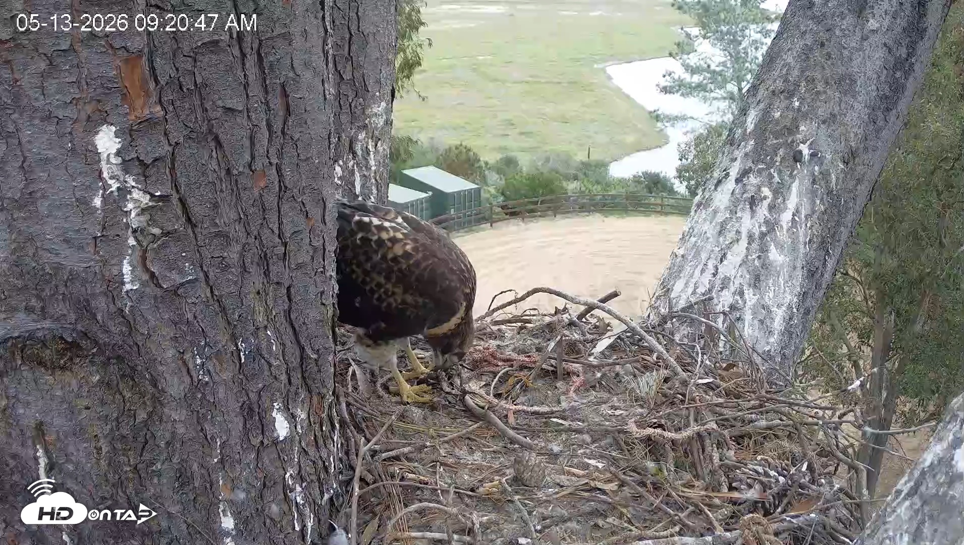 Snapshot of Red-Tailed Hawk Live Webcam taken May 13, 2026, 10:21am PDT