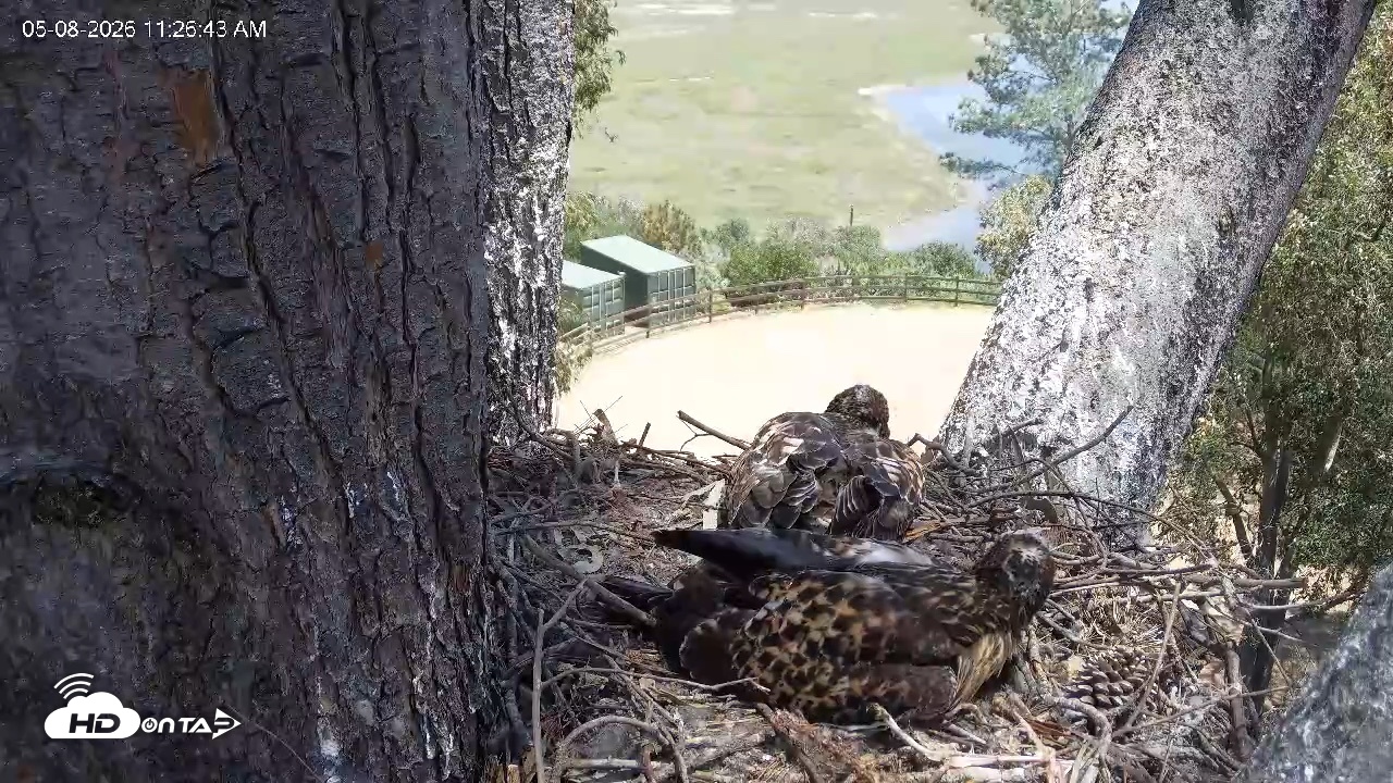 Snapshot of Red-Tailed Hawk Live Webcam taken May 8, 2026, 12:29pm PDT