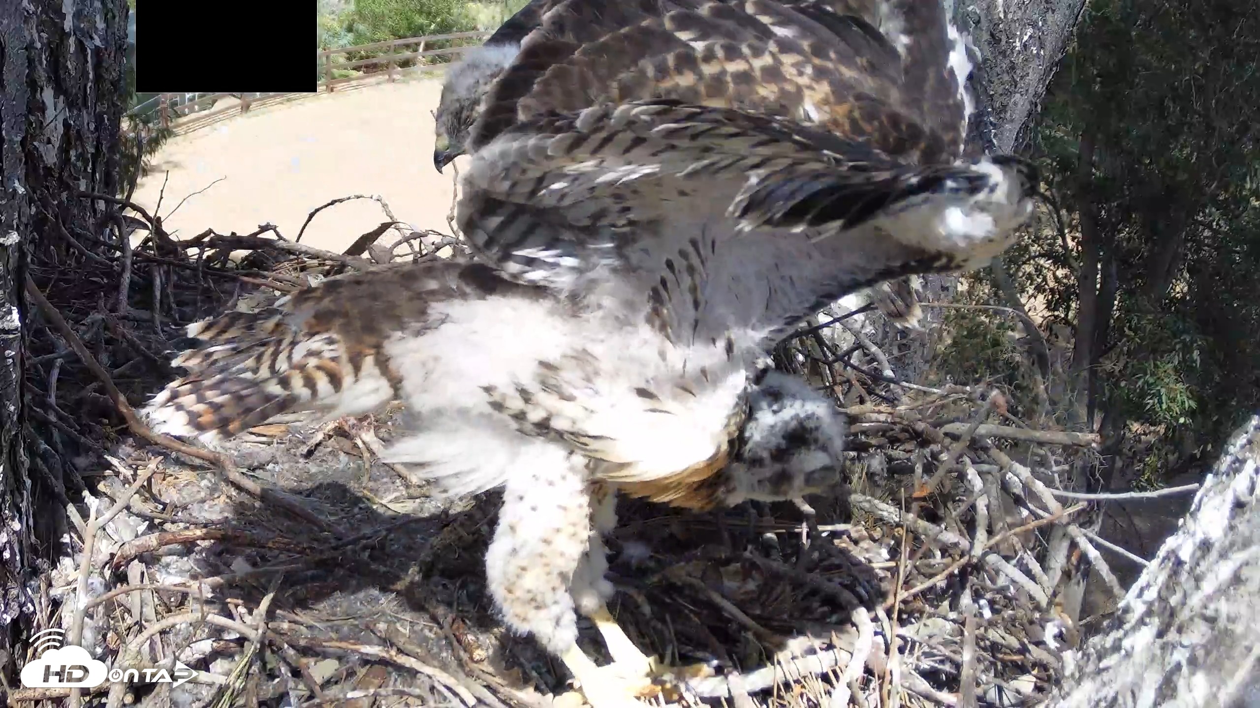 Snapshot of Red-Tailed Hawk Live Webcam taken Apr 26, 2026, 2:45pm PDT