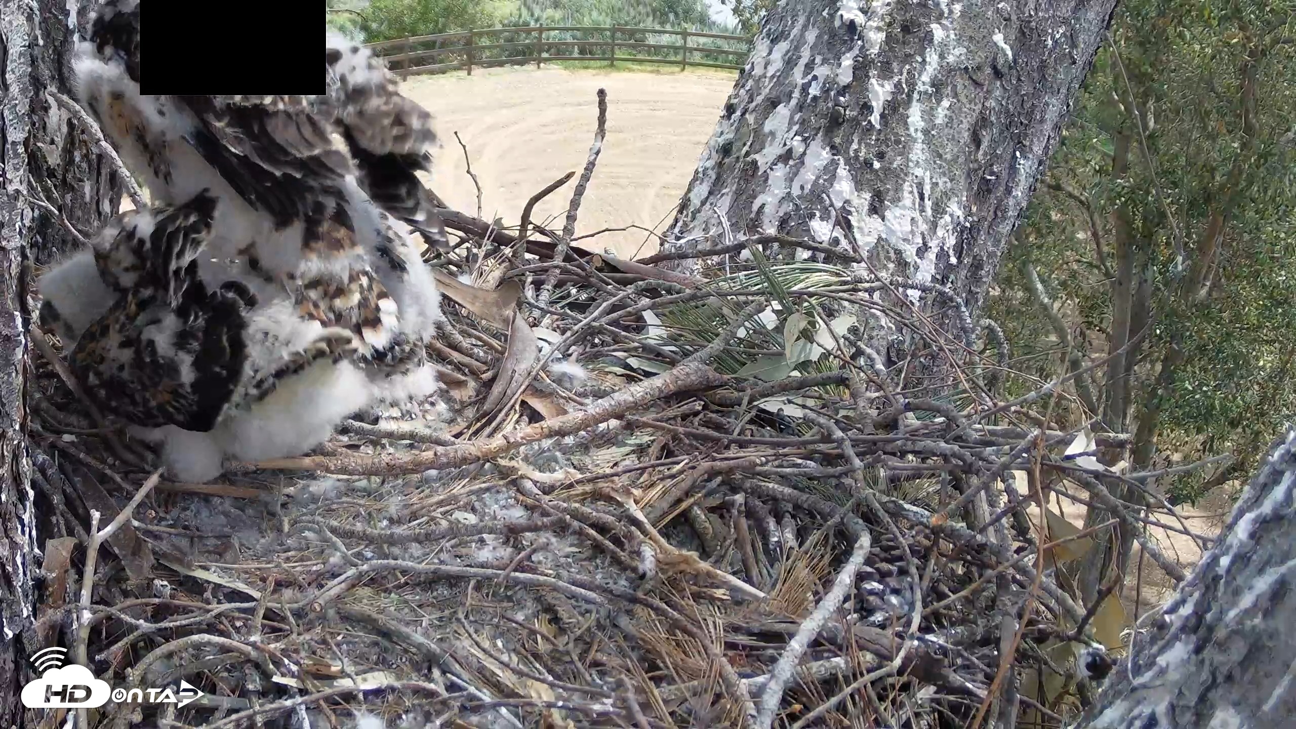 Snapshot of Red-Tailed Hawk Live Webcam taken Apr 19, 2026, 10:56am PDT
