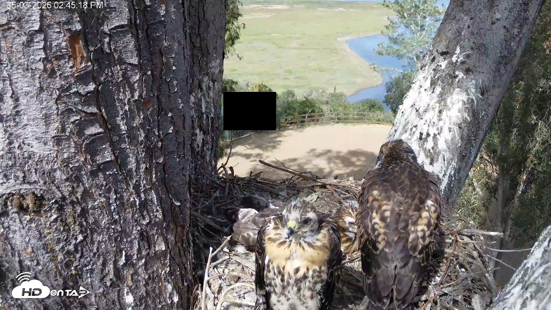 Snapshot of Red-Tailed Hawk Live Webcam taken May 3, 2026, 3:46pm PDT