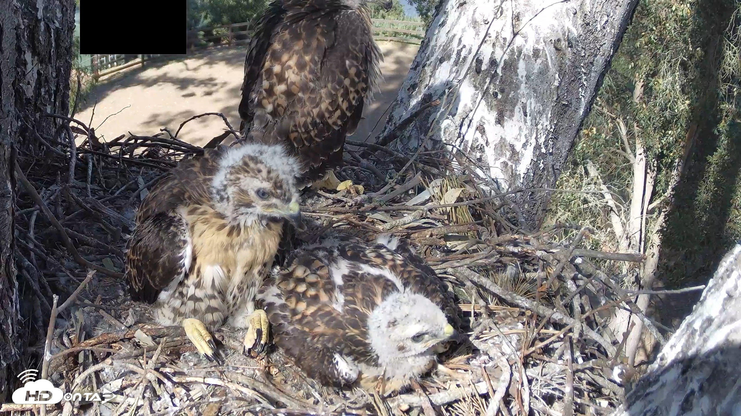Snapshot of Red-Tailed Hawk Live Webcam taken Apr 26, 2026, 4:25pm PDT