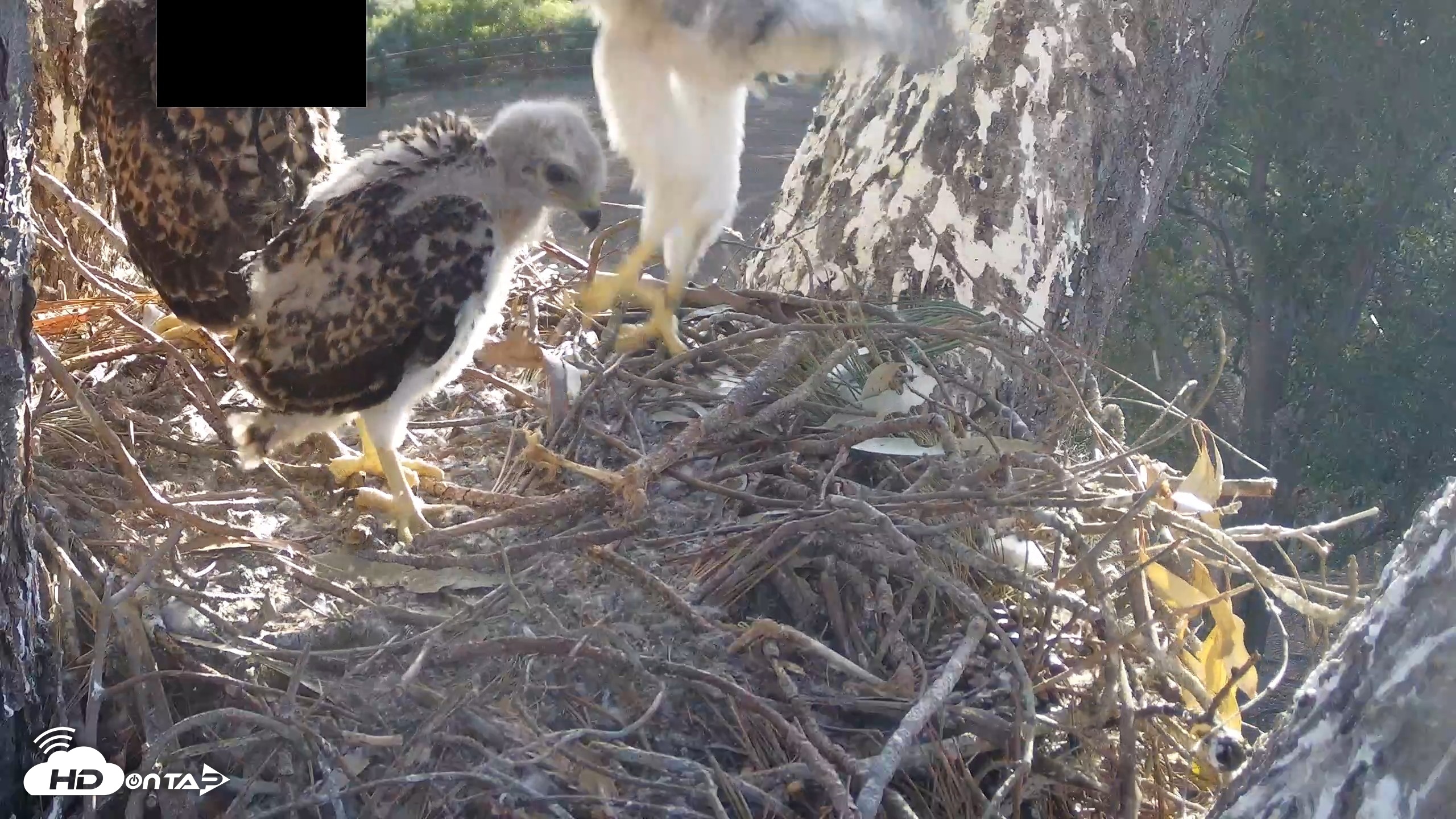 Snapshot of Red-Tailed Hawk Live Webcam taken Apr 22, 2026, 7:15am PDT
