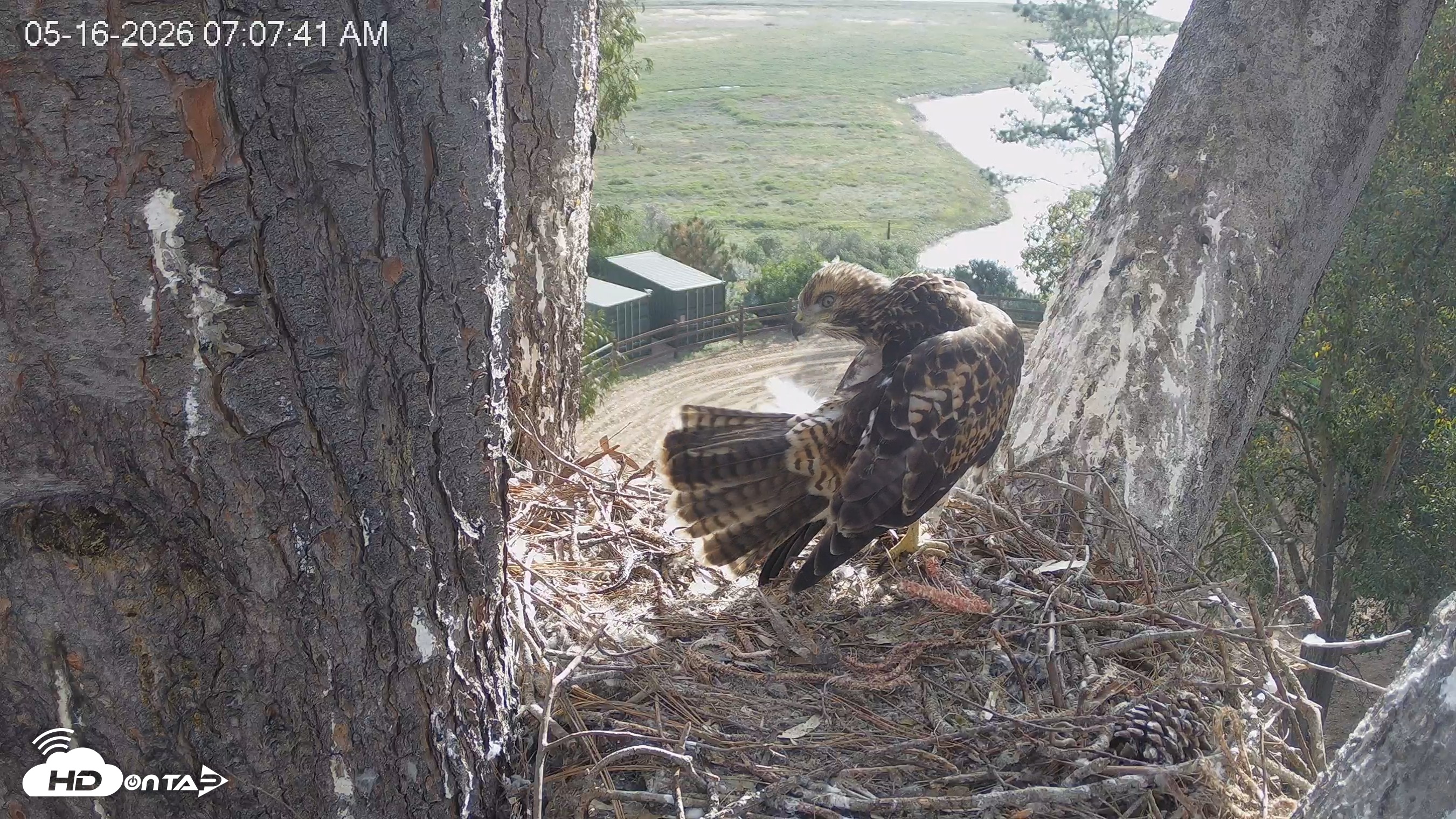 Snapshot of Red-Tailed Hawk Live Webcam taken May 16, 2026, 8:08am PDT