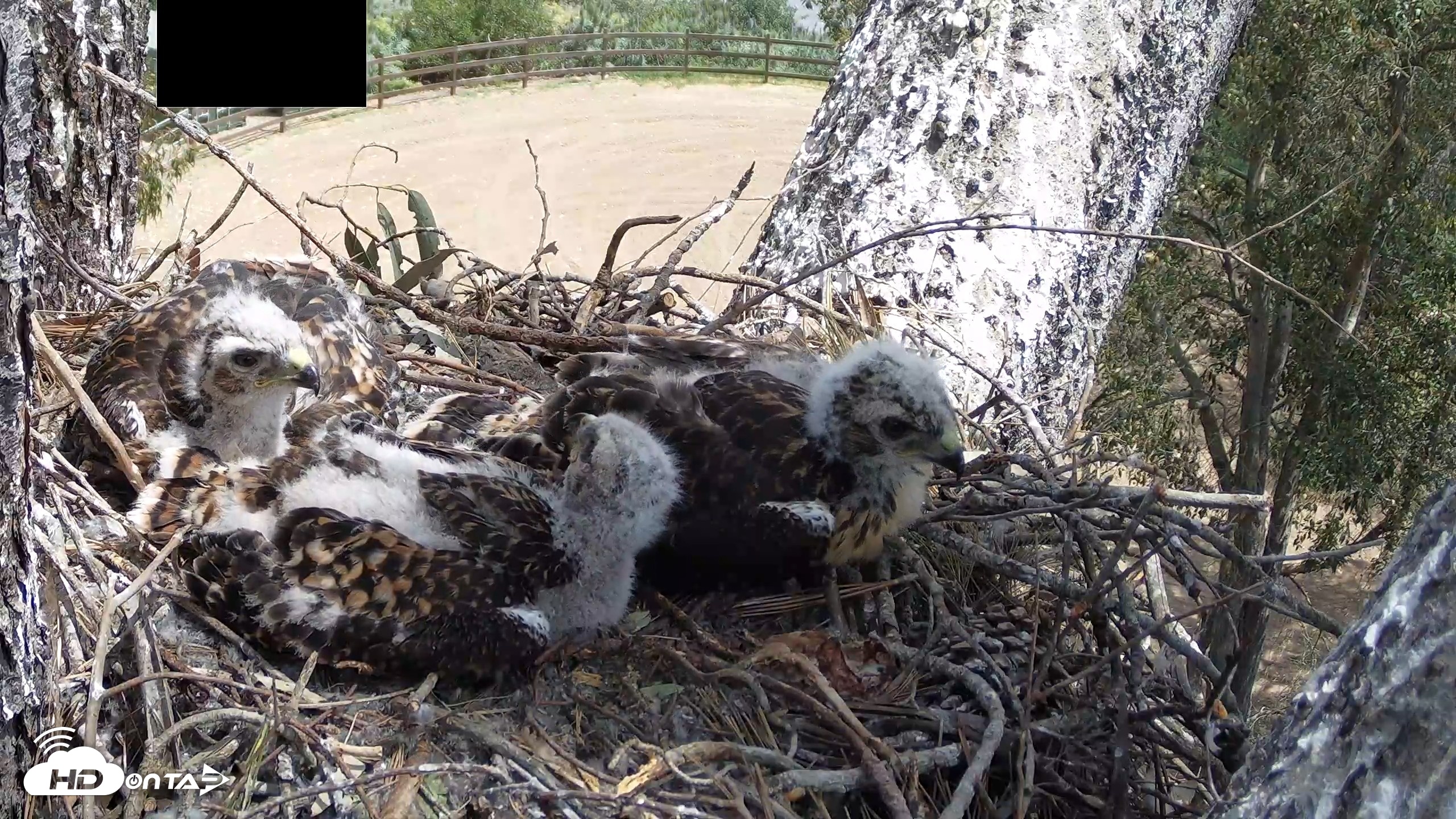 Snapshot of Red-Tailed Hawk Live Webcam taken Apr 25, 2026, 12:16pm PDT