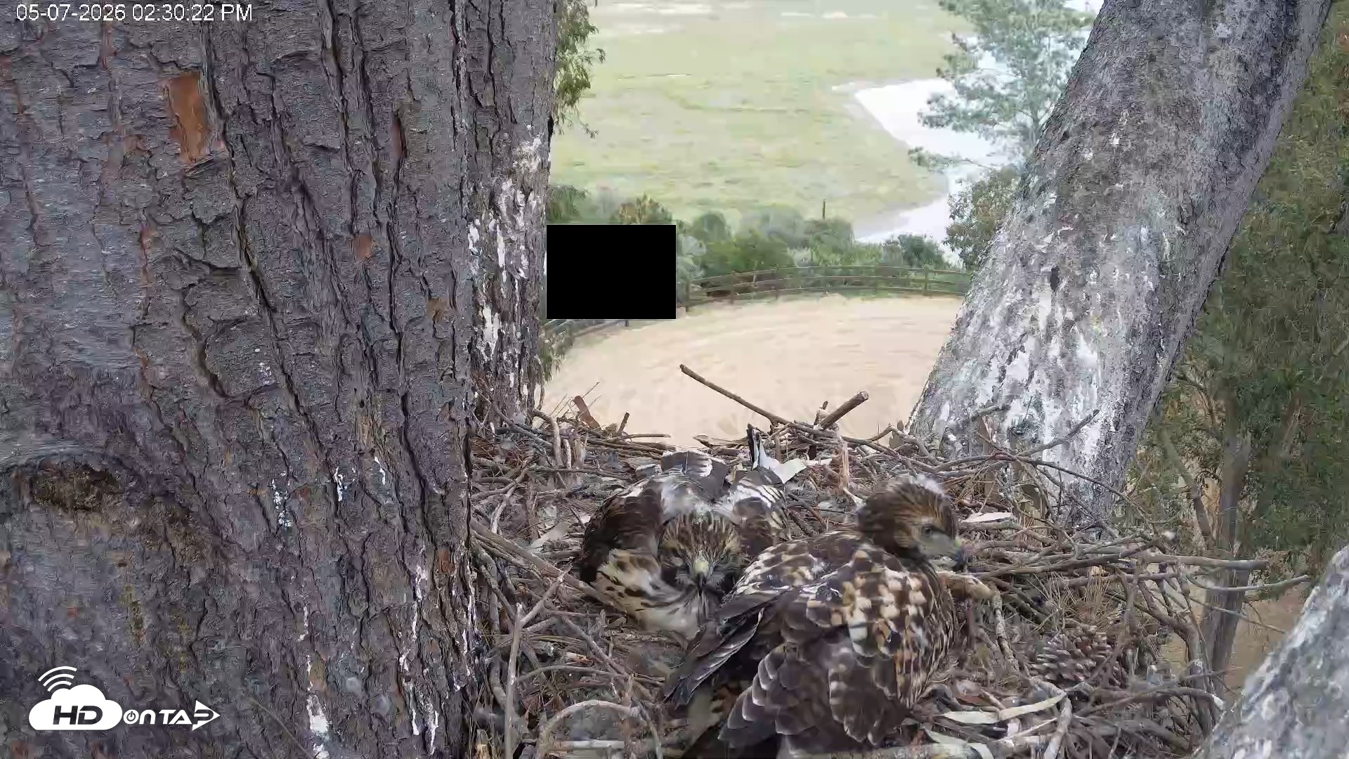Snapshot of Red-Tailed Hawk Live Webcam taken May 7, 2026, 3:32pm PDT